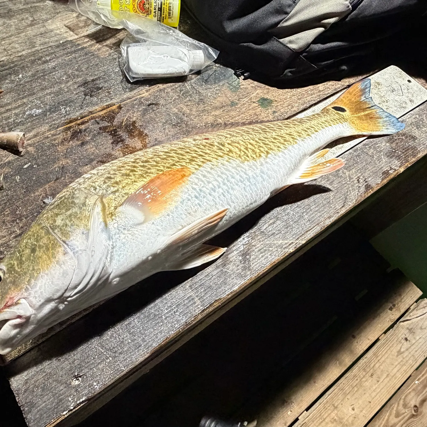 Red drum caught on Fishbrain