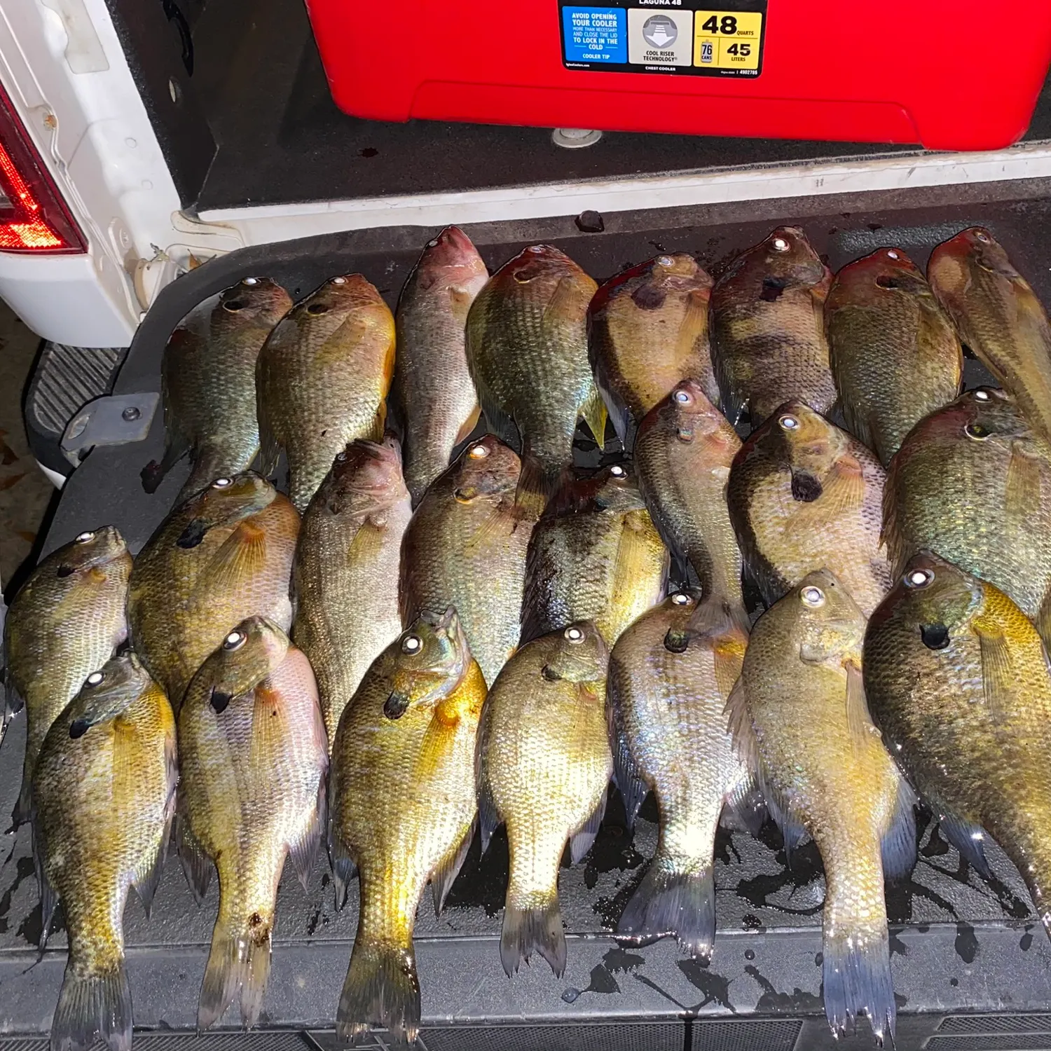 recently logged catches