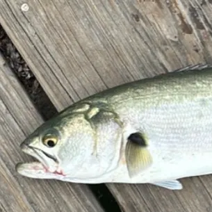 Bluefish caught on Fishbrain