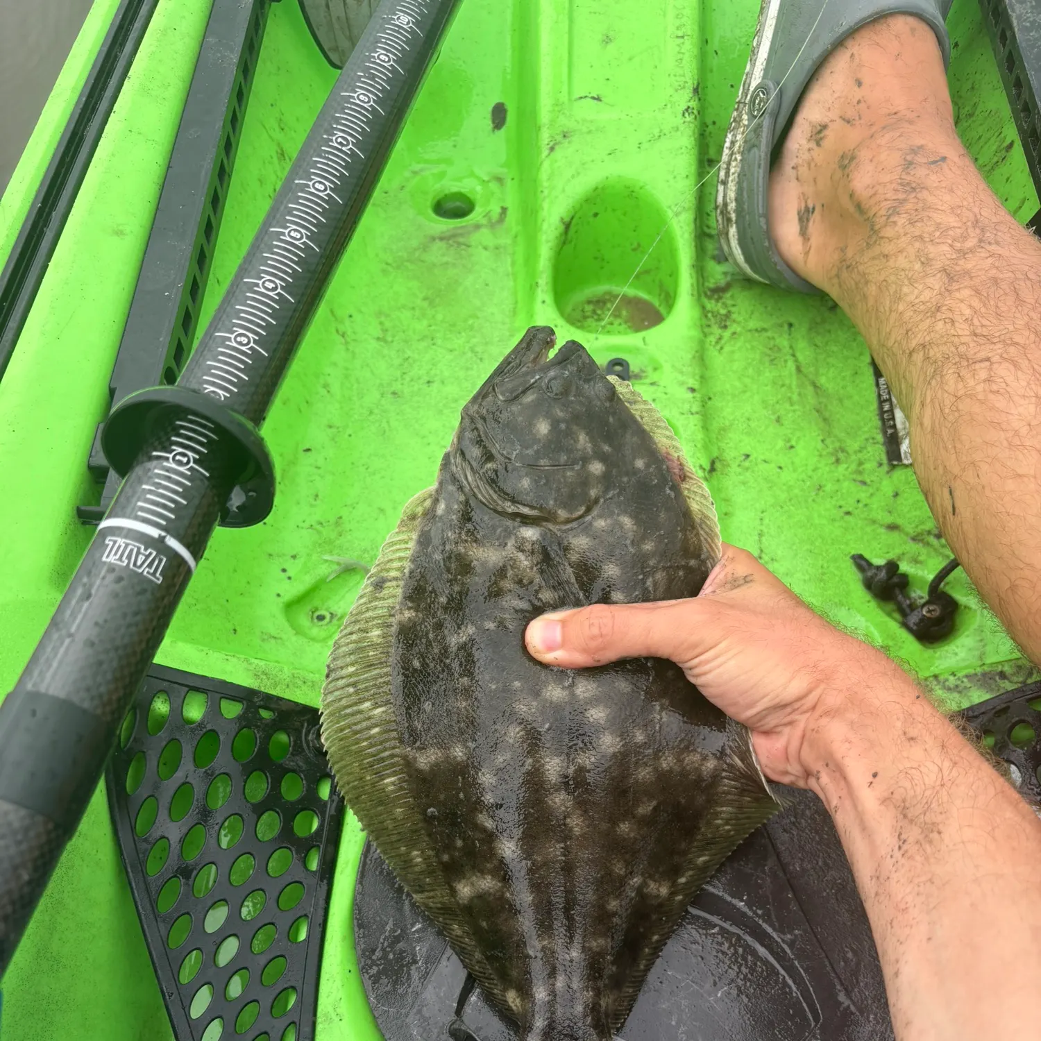 Summer flounder caught on Fishbrain