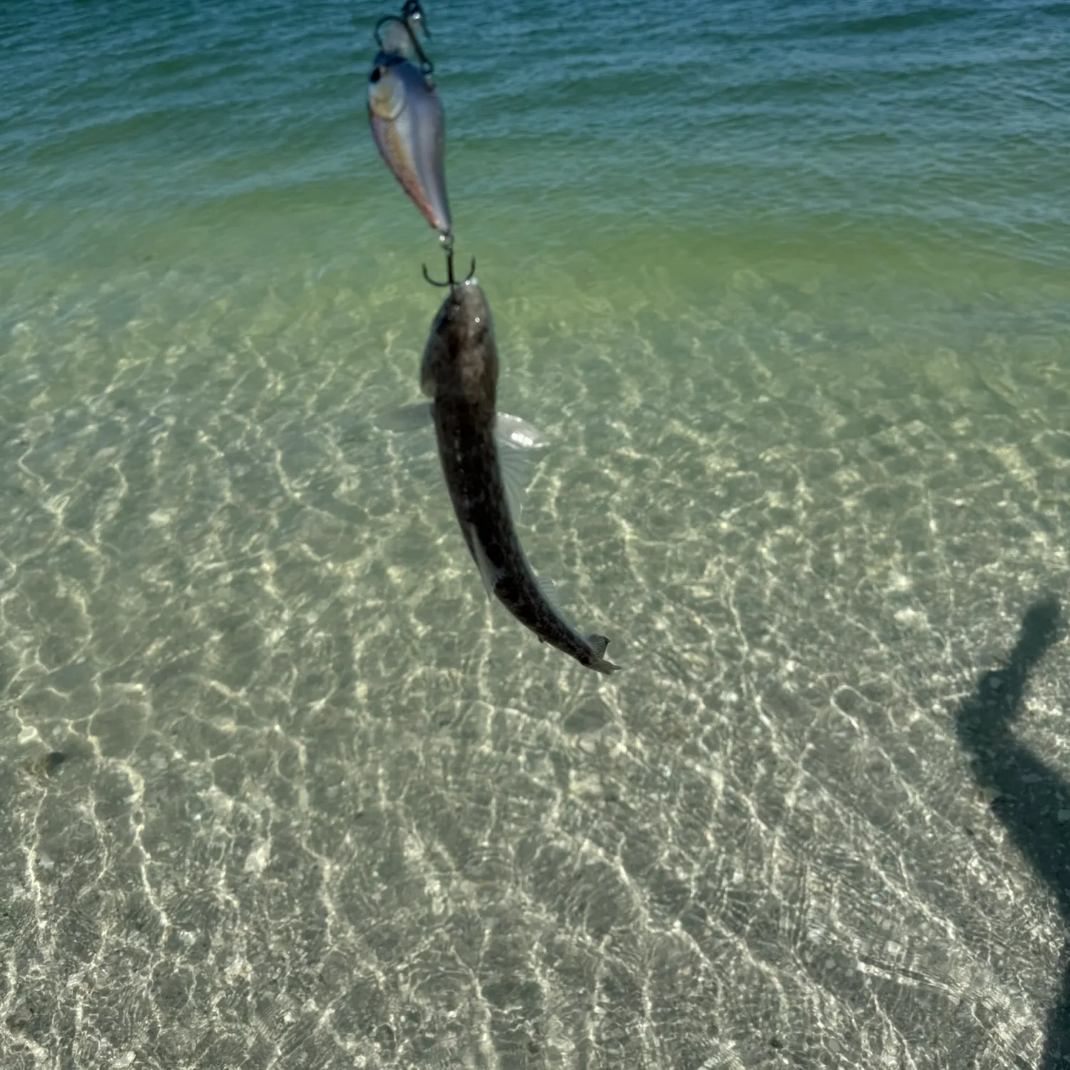 The most recent Inshore lizardfish catches on Fishbrain