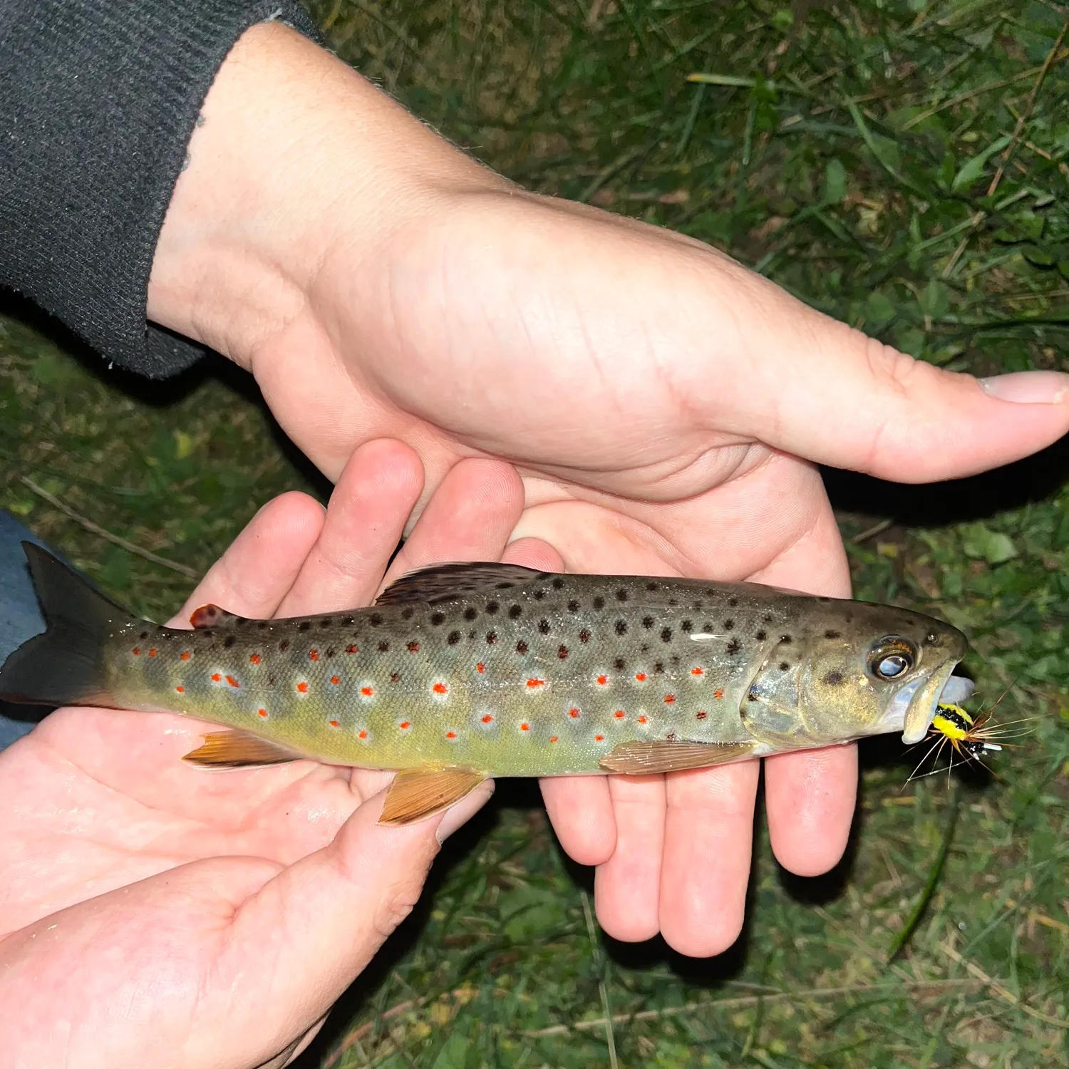Brown trout caught on Fishbrain