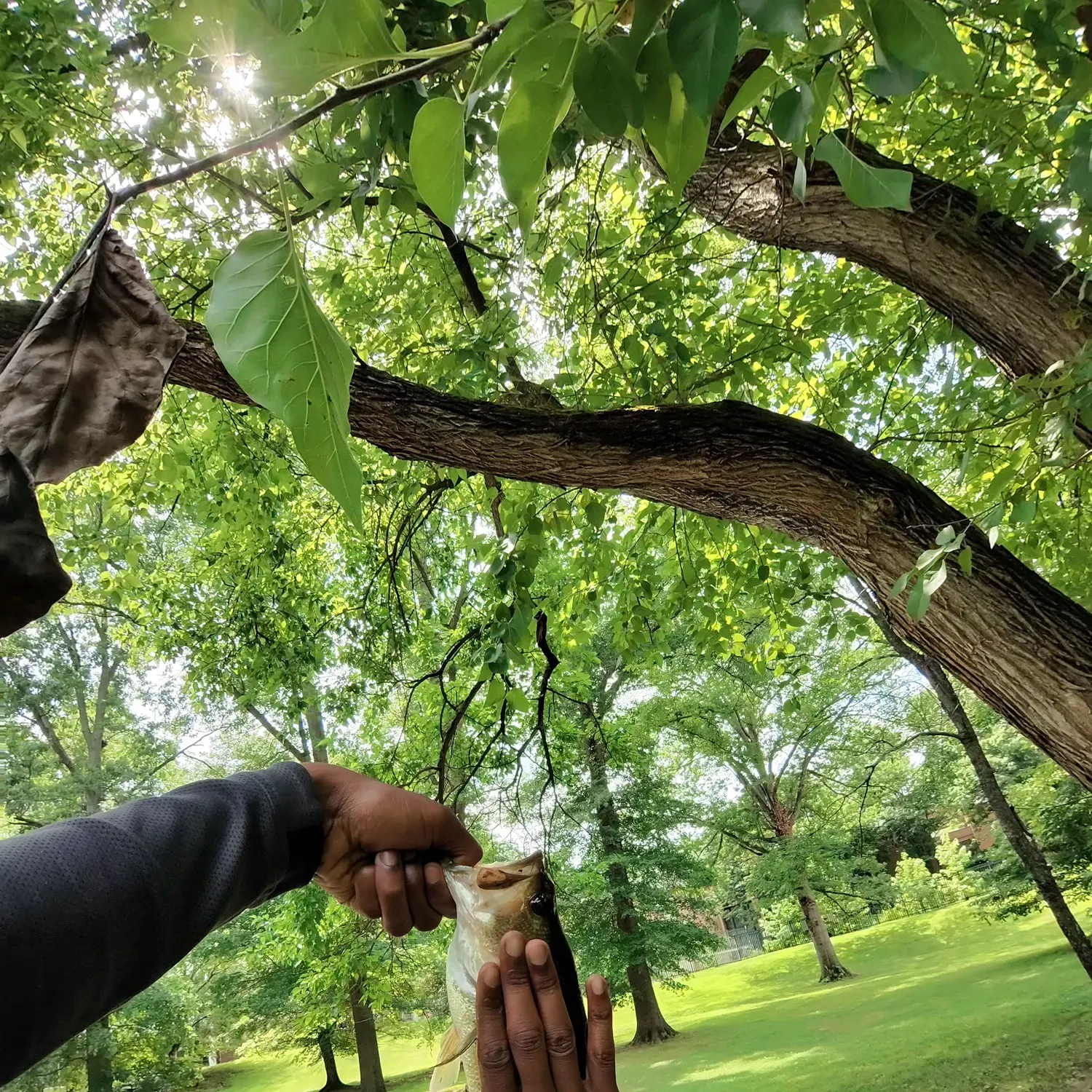 catch