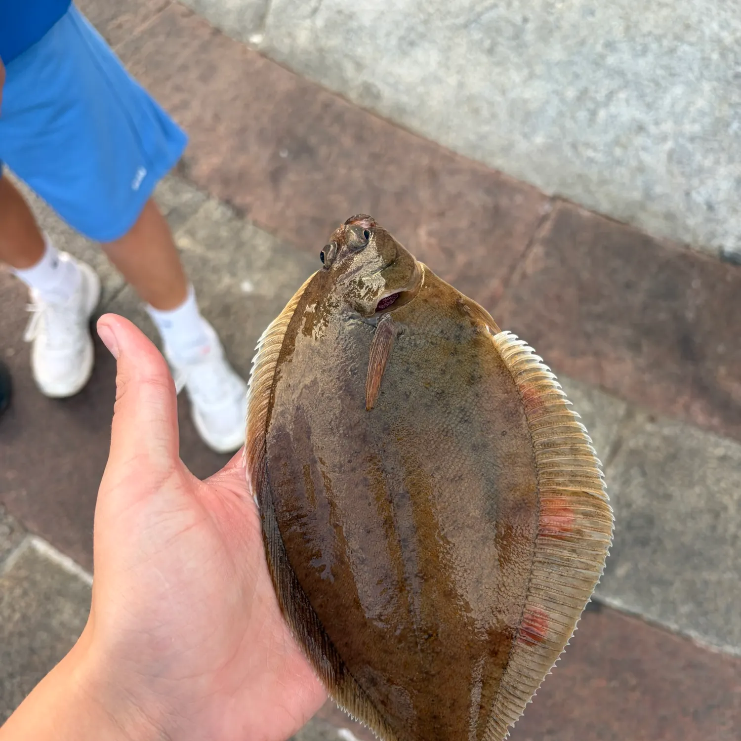 The most recent Common dab catches on Fishbrain