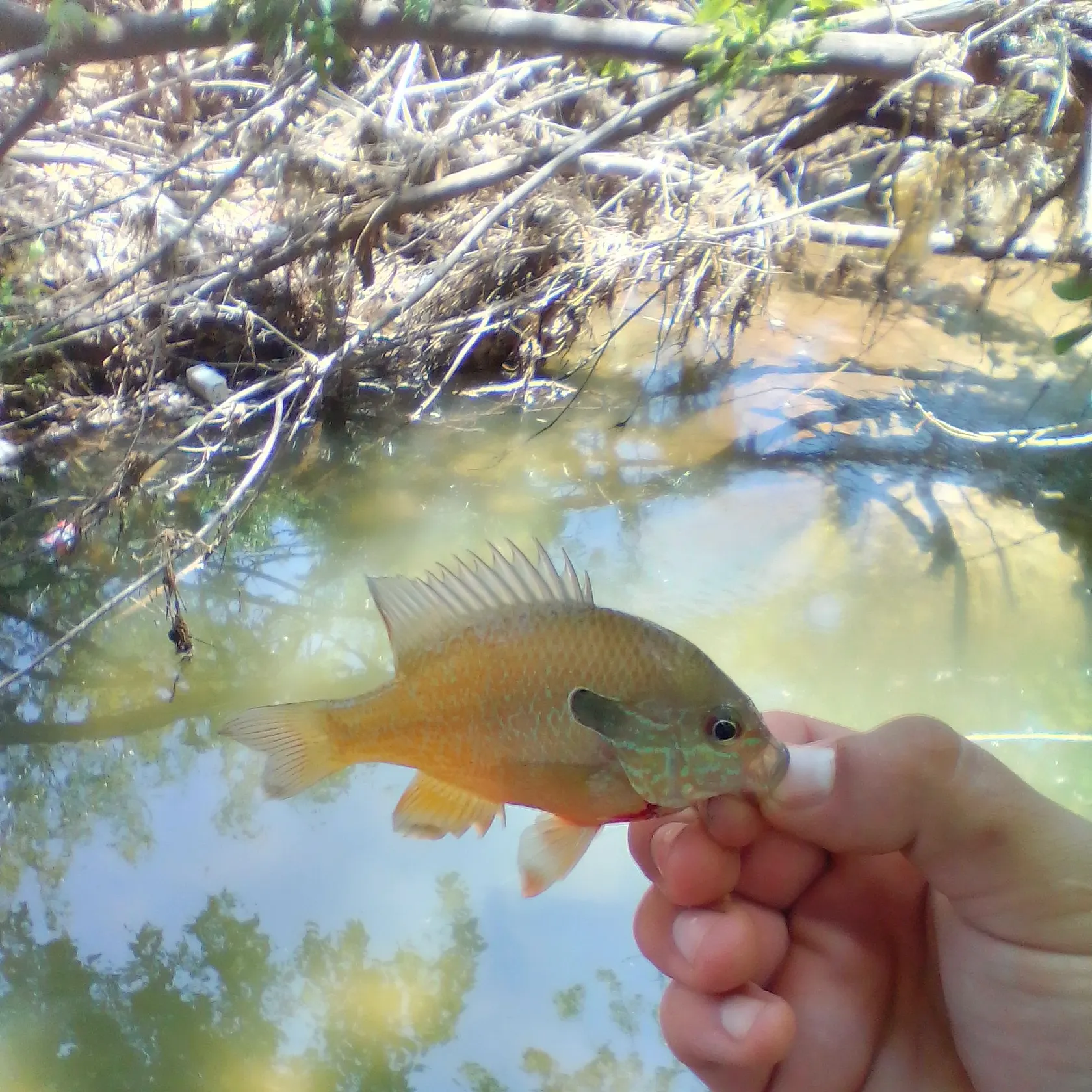 The most recent Longear sunfish catches on Fishbrain