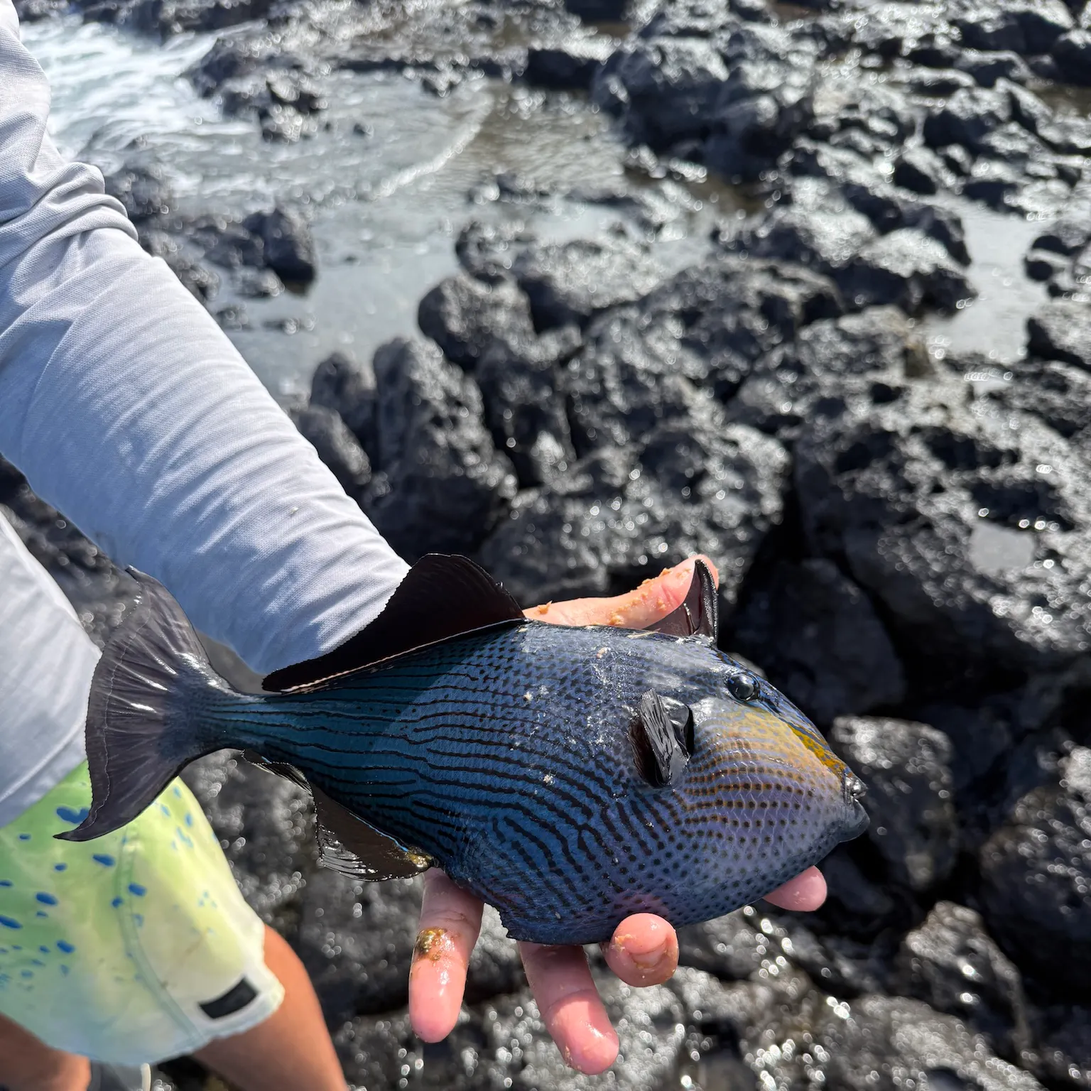 The most recent Black triggerfish catches on Fishbrain