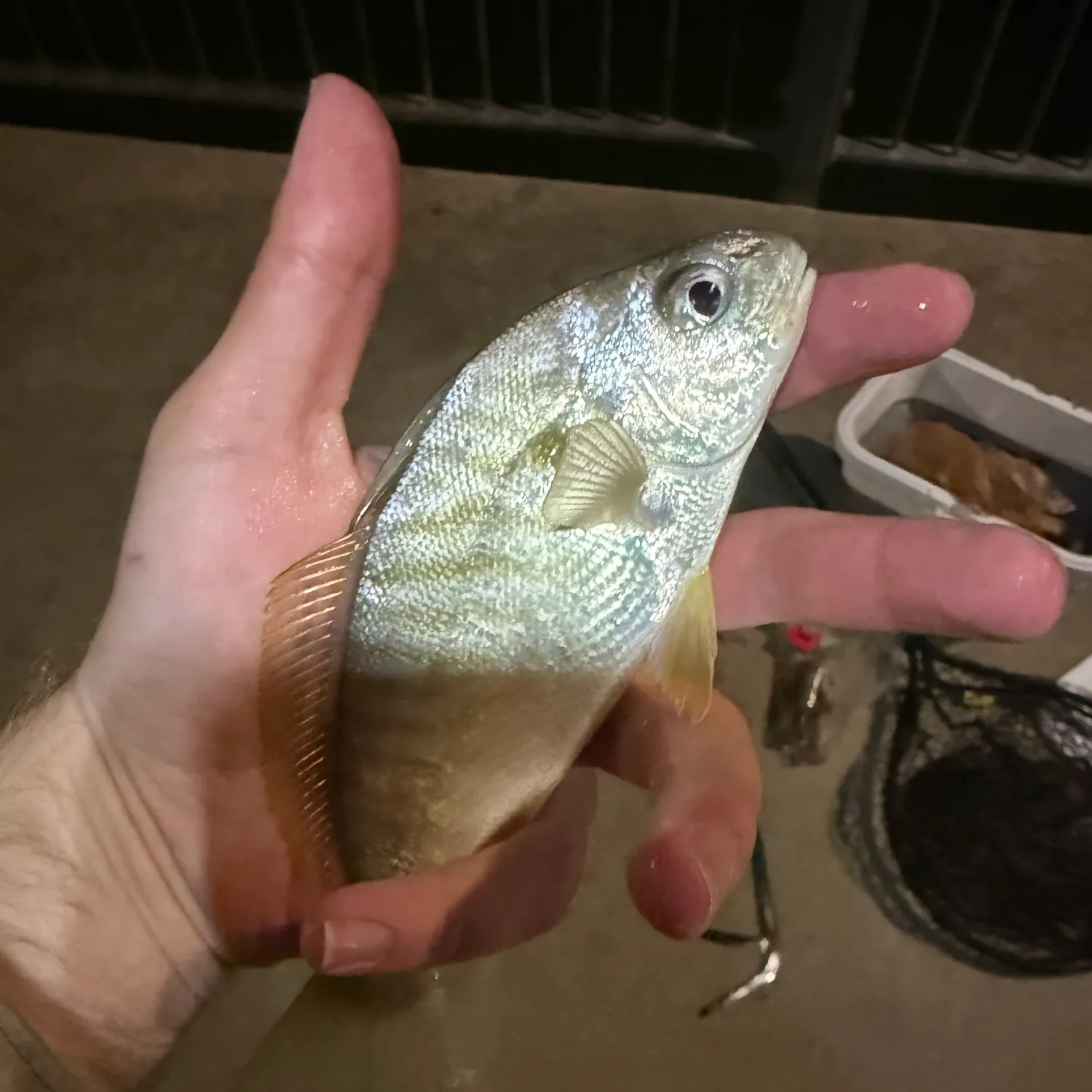 Spot croaker caught on Fishbrain
