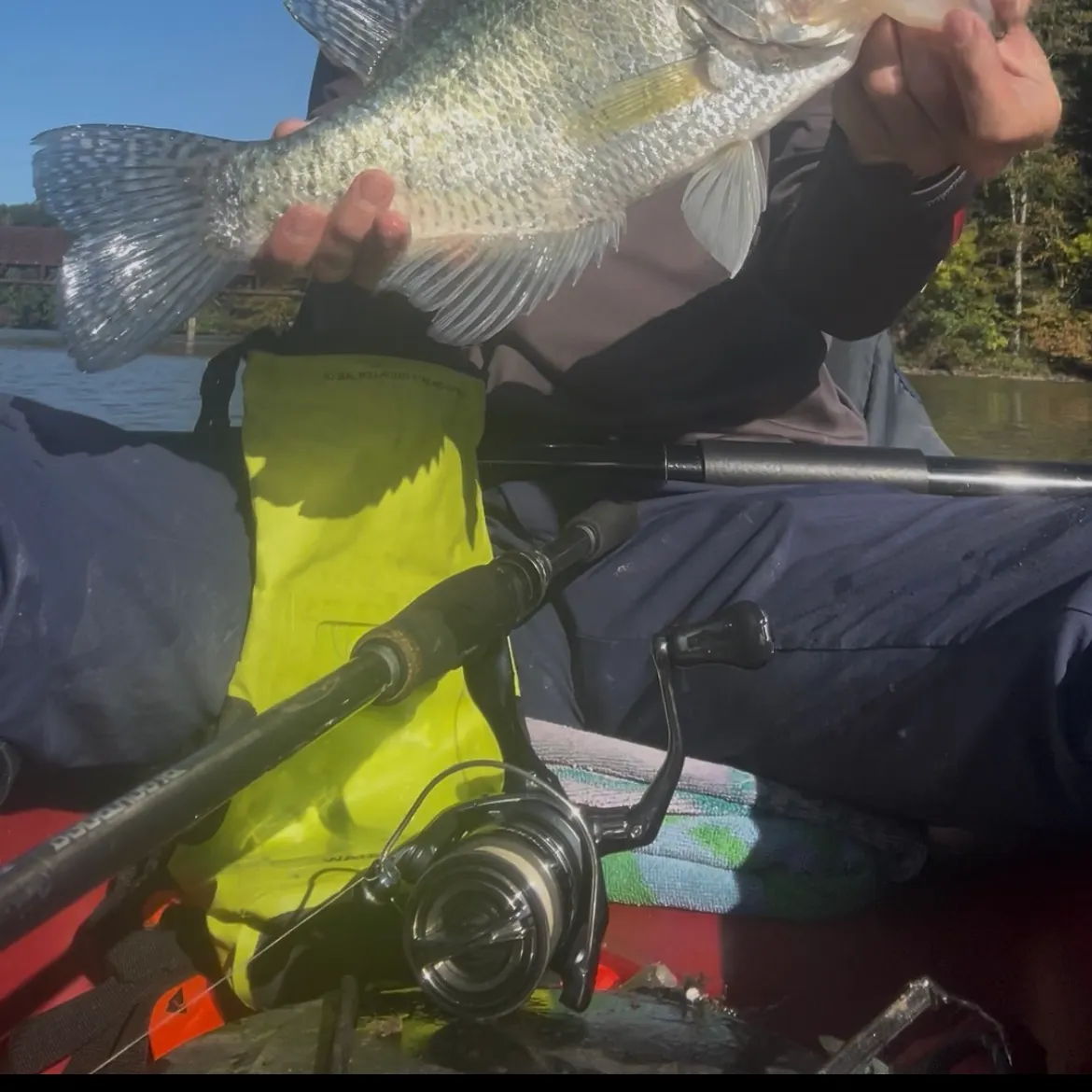 White crappie caught on Fishbrain