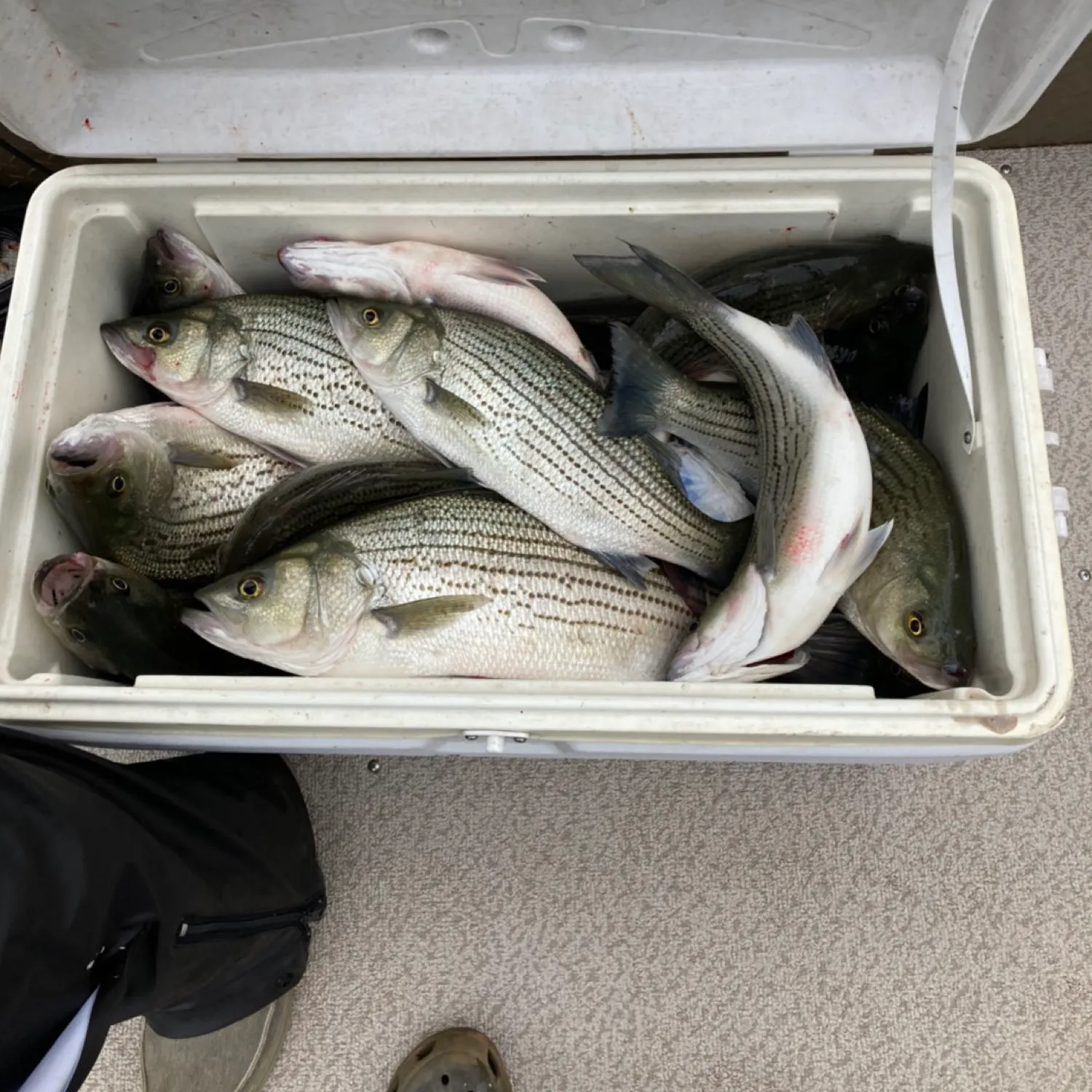 recently logged catches