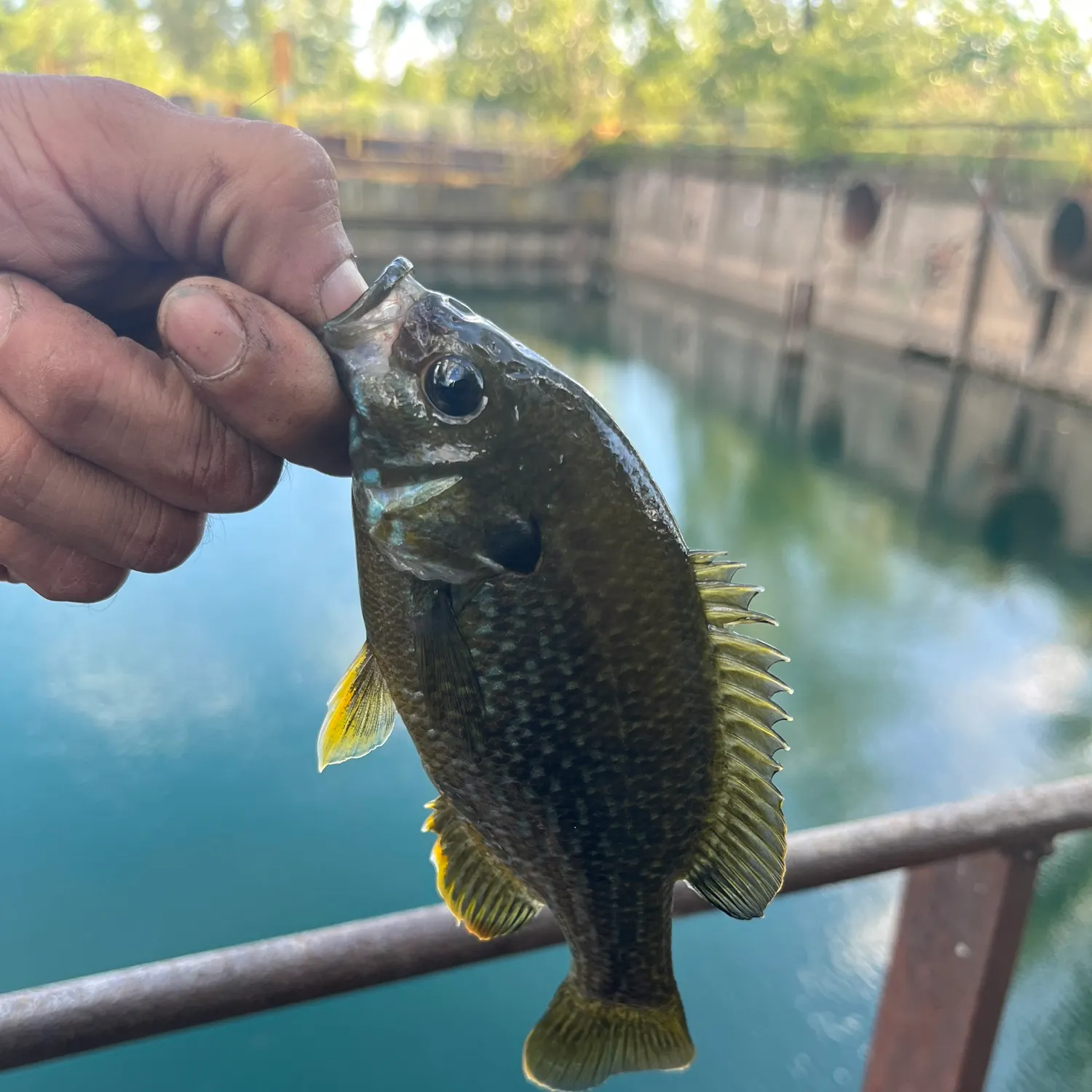 Greengill hybrid caught on Fishbrain