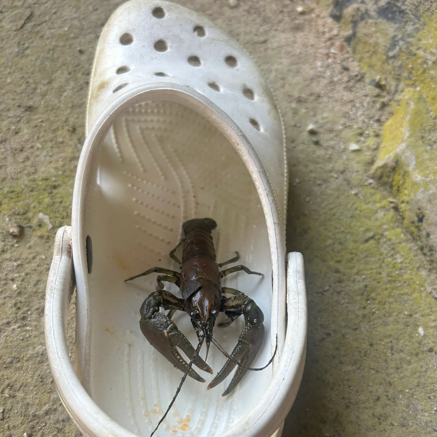 The most recent Rusty crayfish catches on Fishbrain