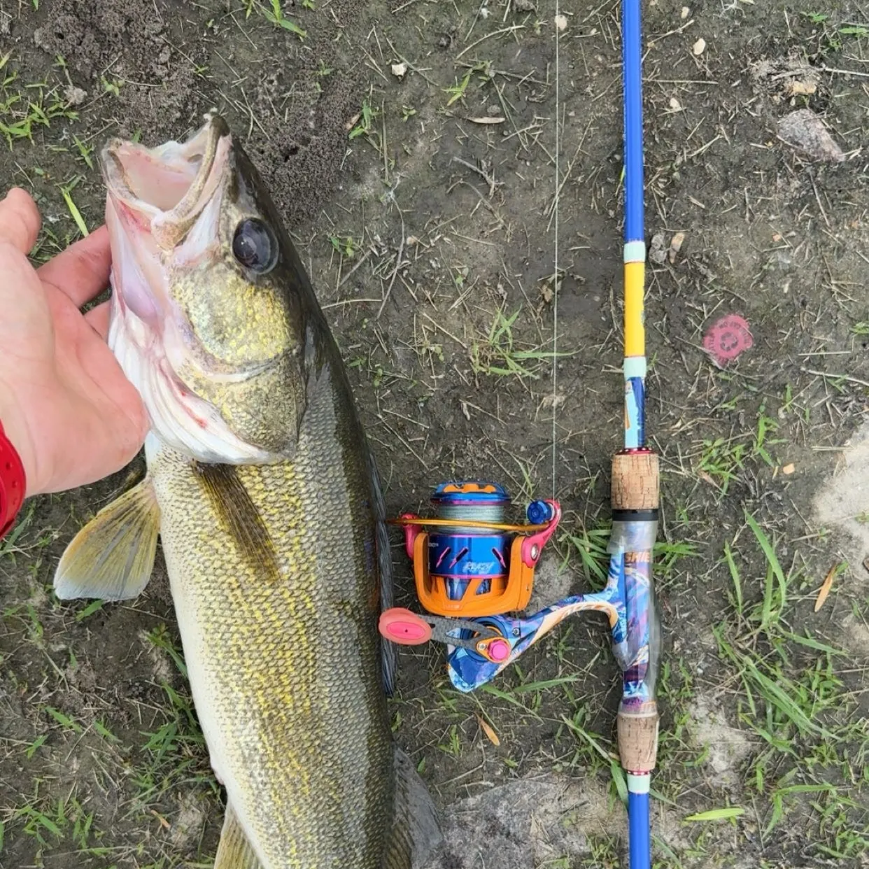 Walleye caught on Fishbrain
