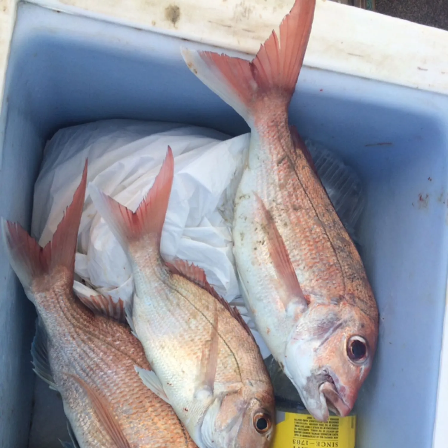 recently logged catches