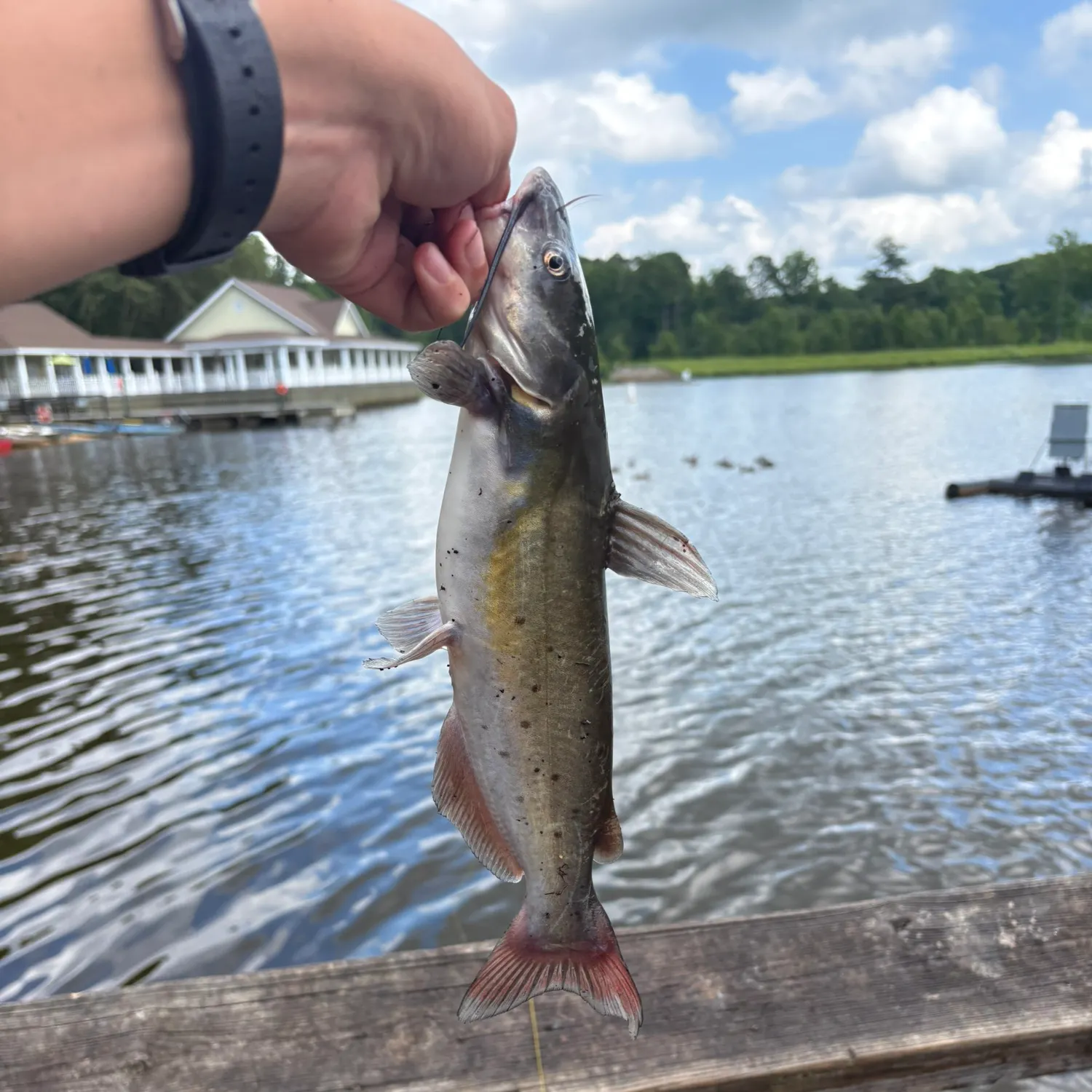 catch