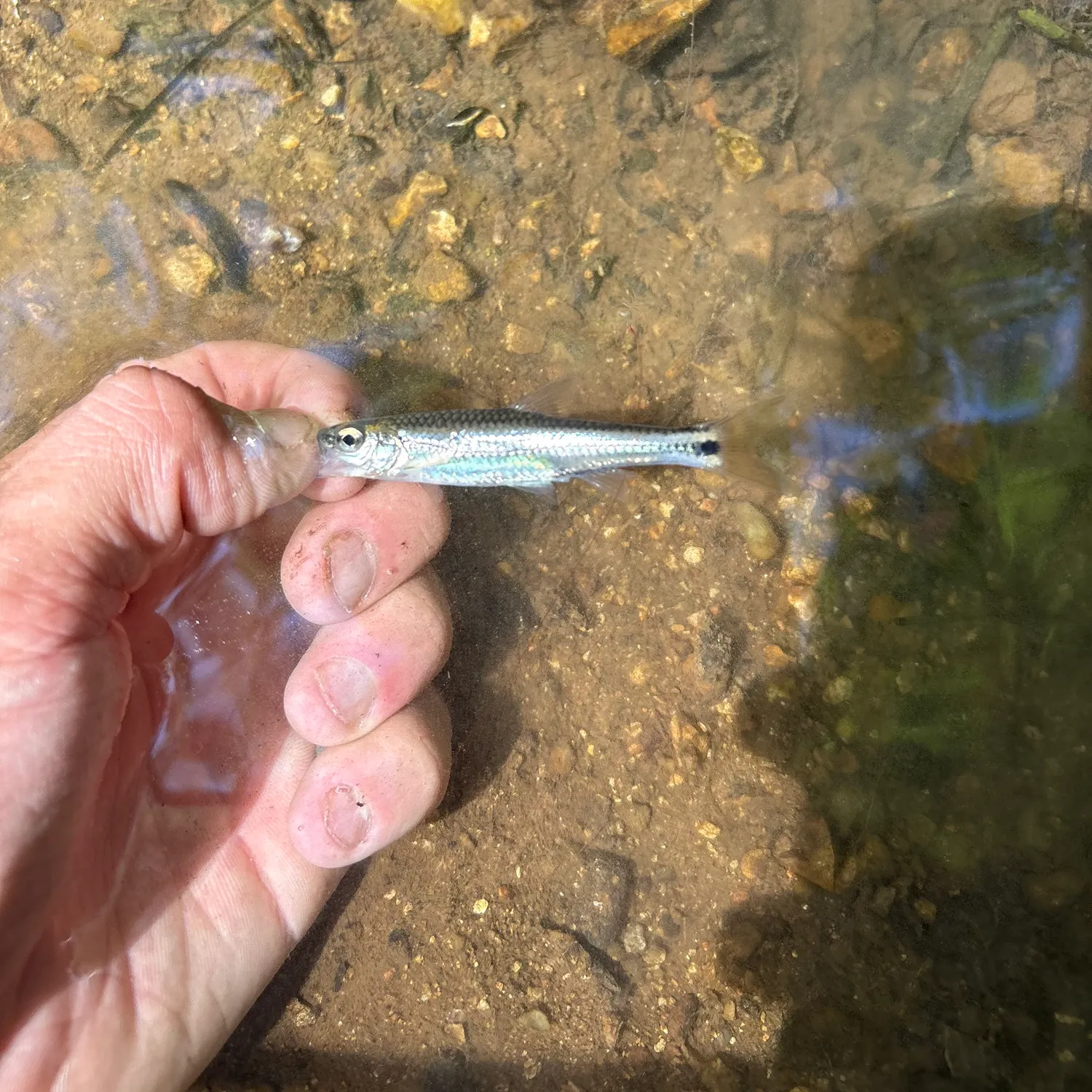 The most recent Topeka shiner catches on Fishbrain