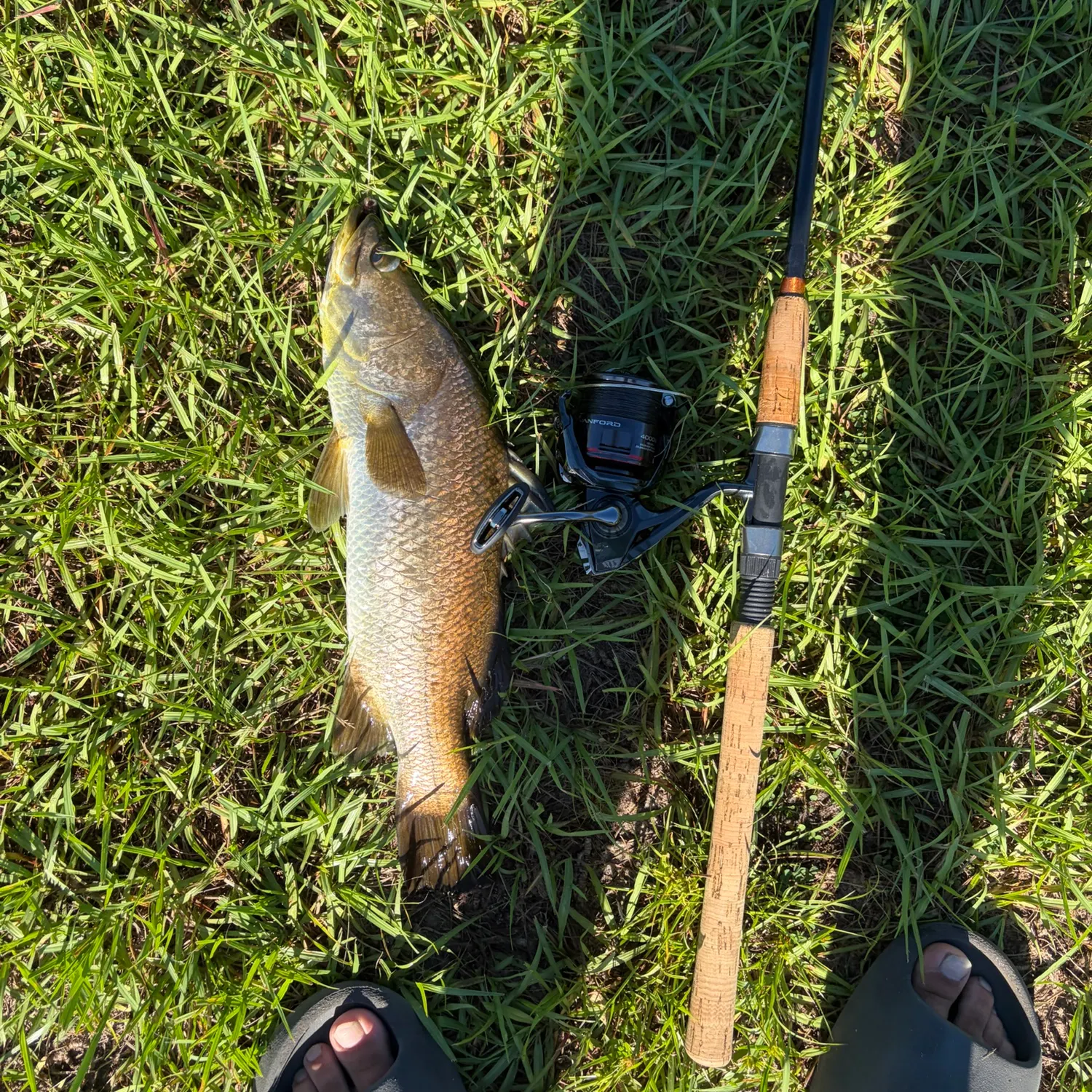 Barramundi caught on Fishbrain