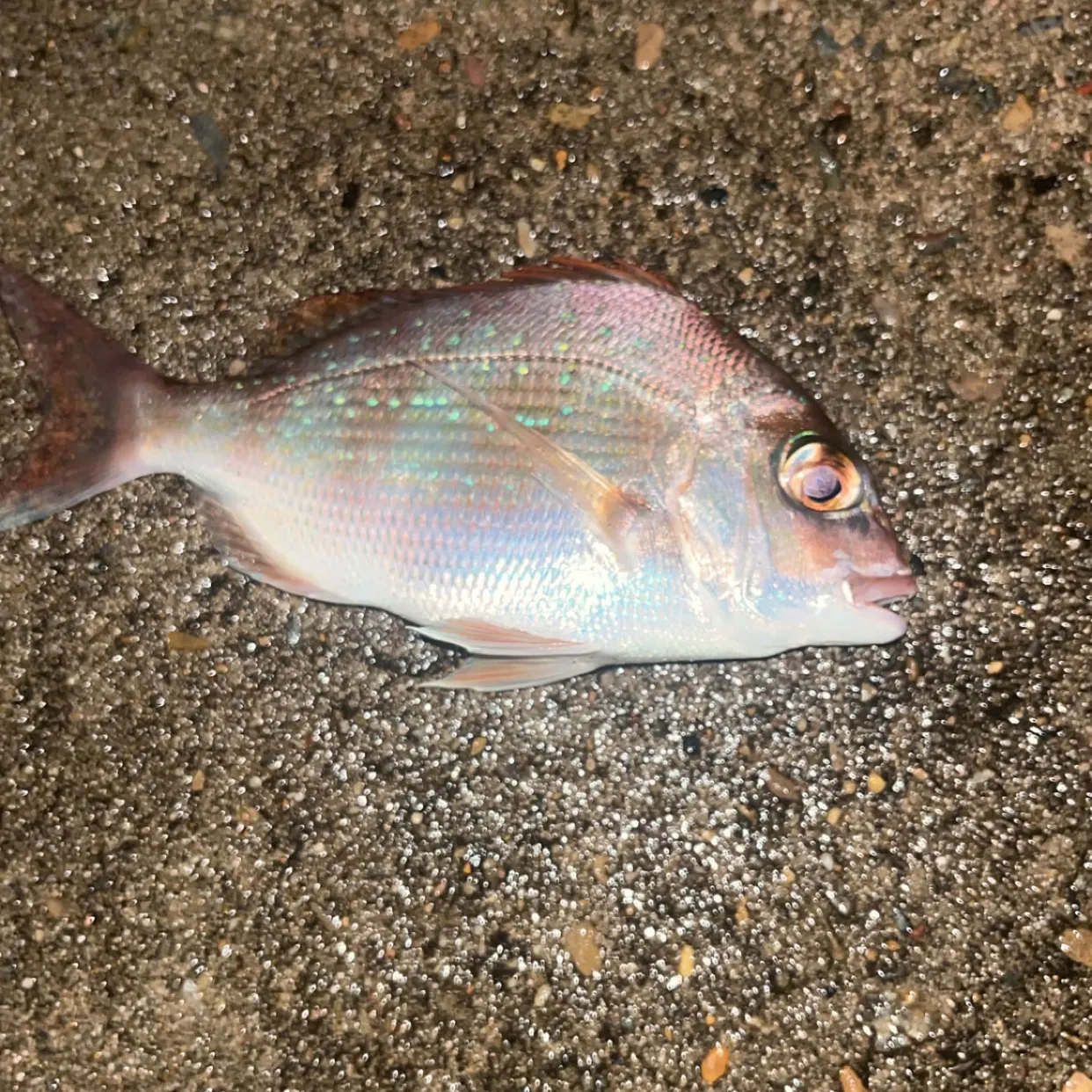 The most recent Goldlined seabream catches on Fishbrain