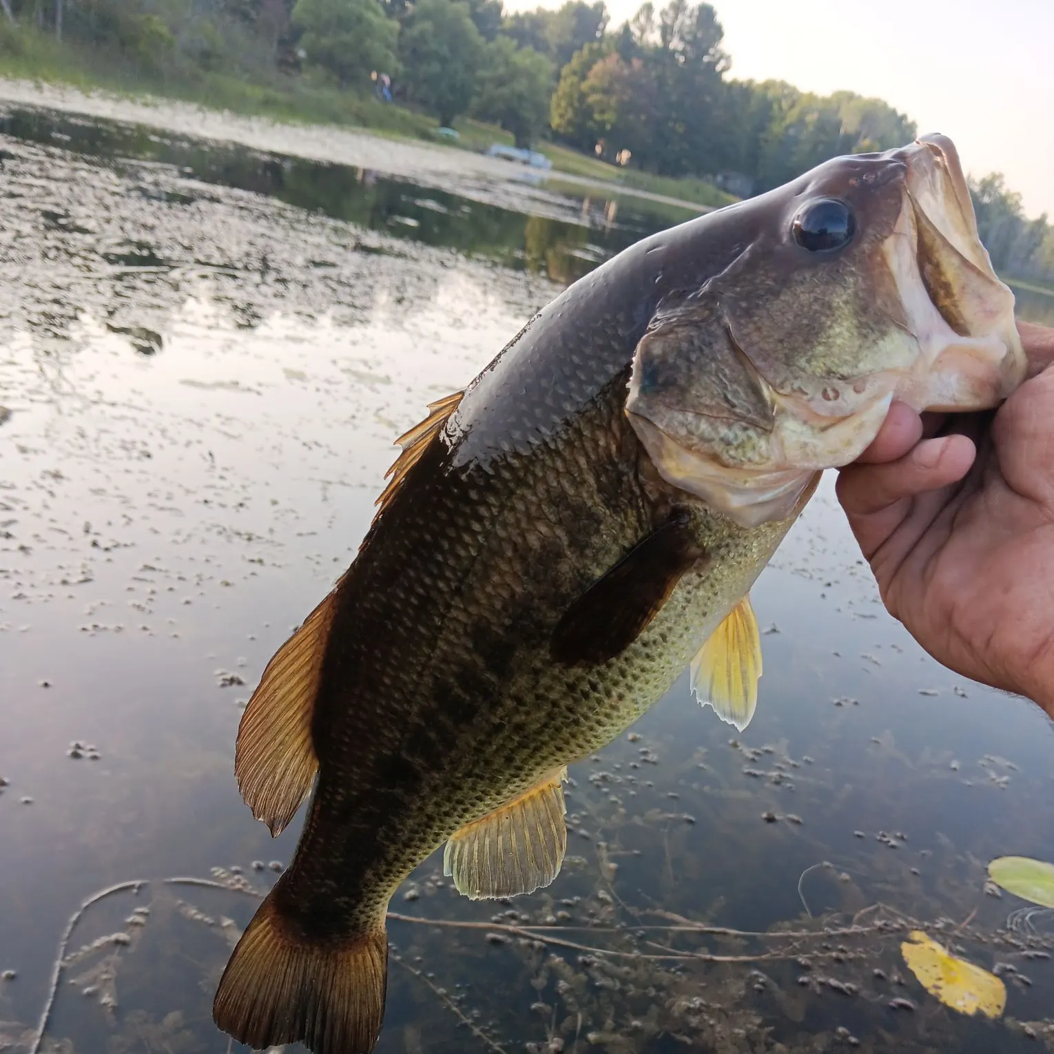 Largemouth bass caught on Fishbrain