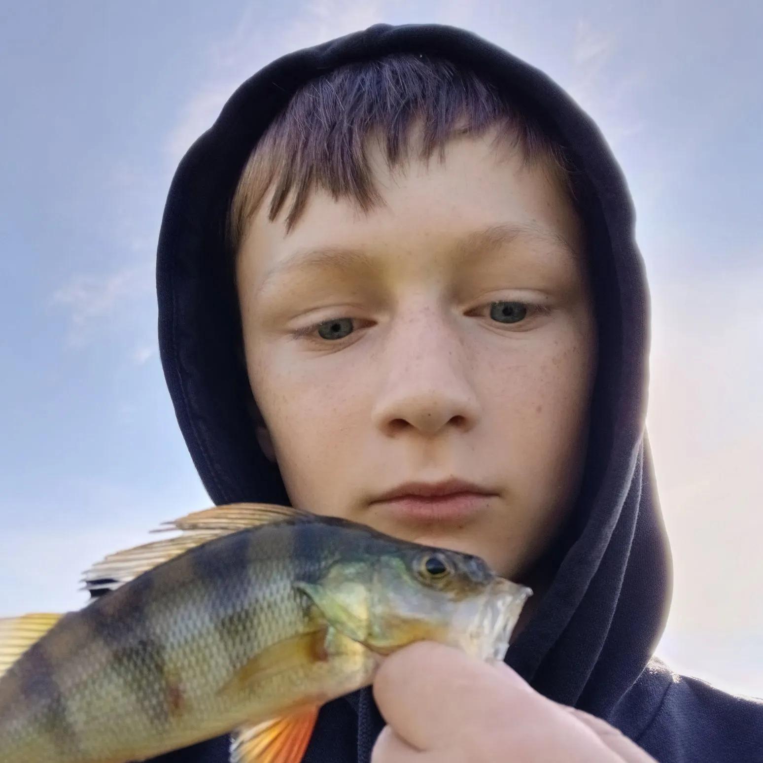 European perch caught on Fishbrain