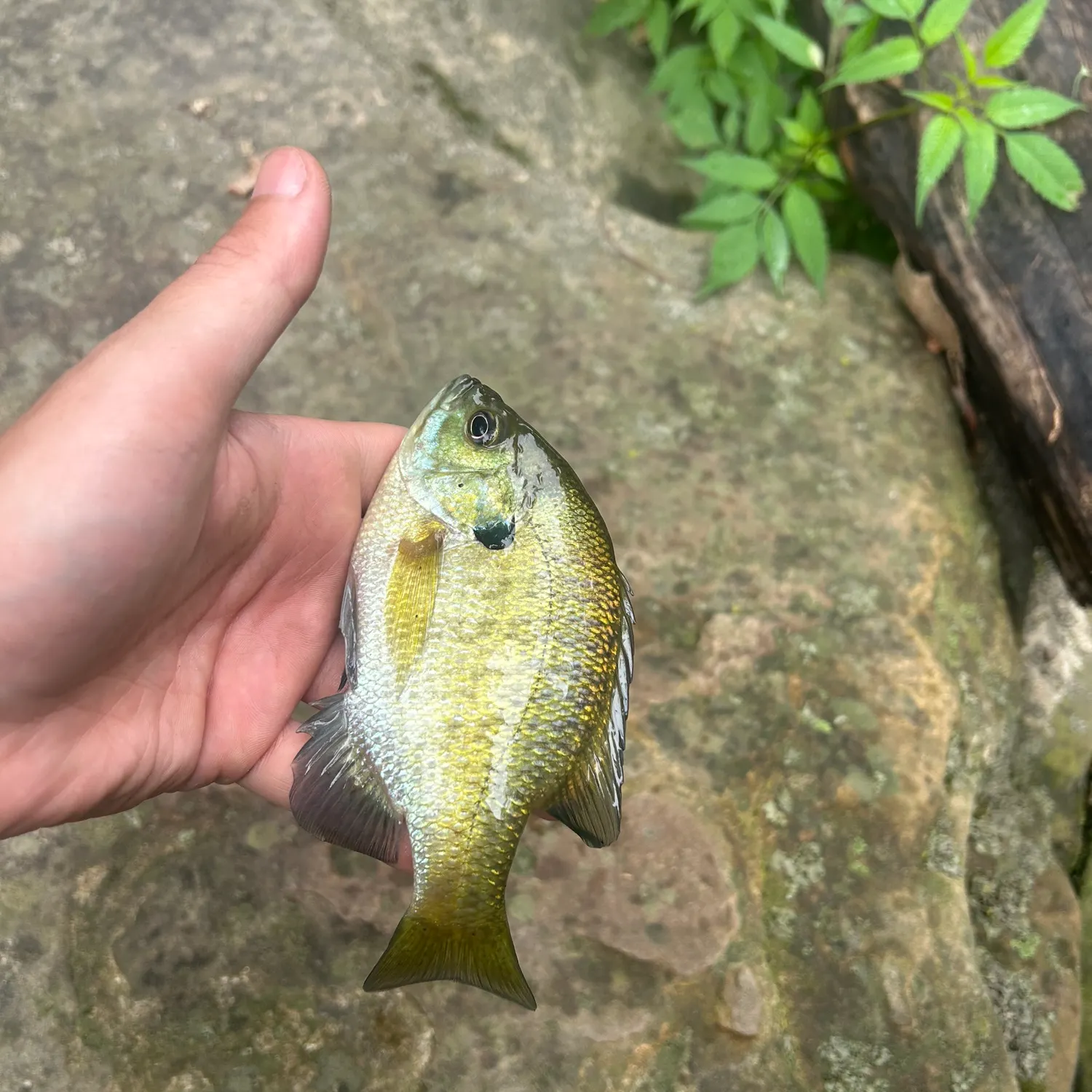 Bluegill caught on Fishbrain