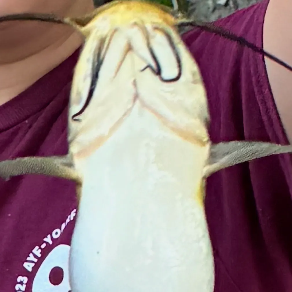 Yellow bullhead caught on Fishbrain