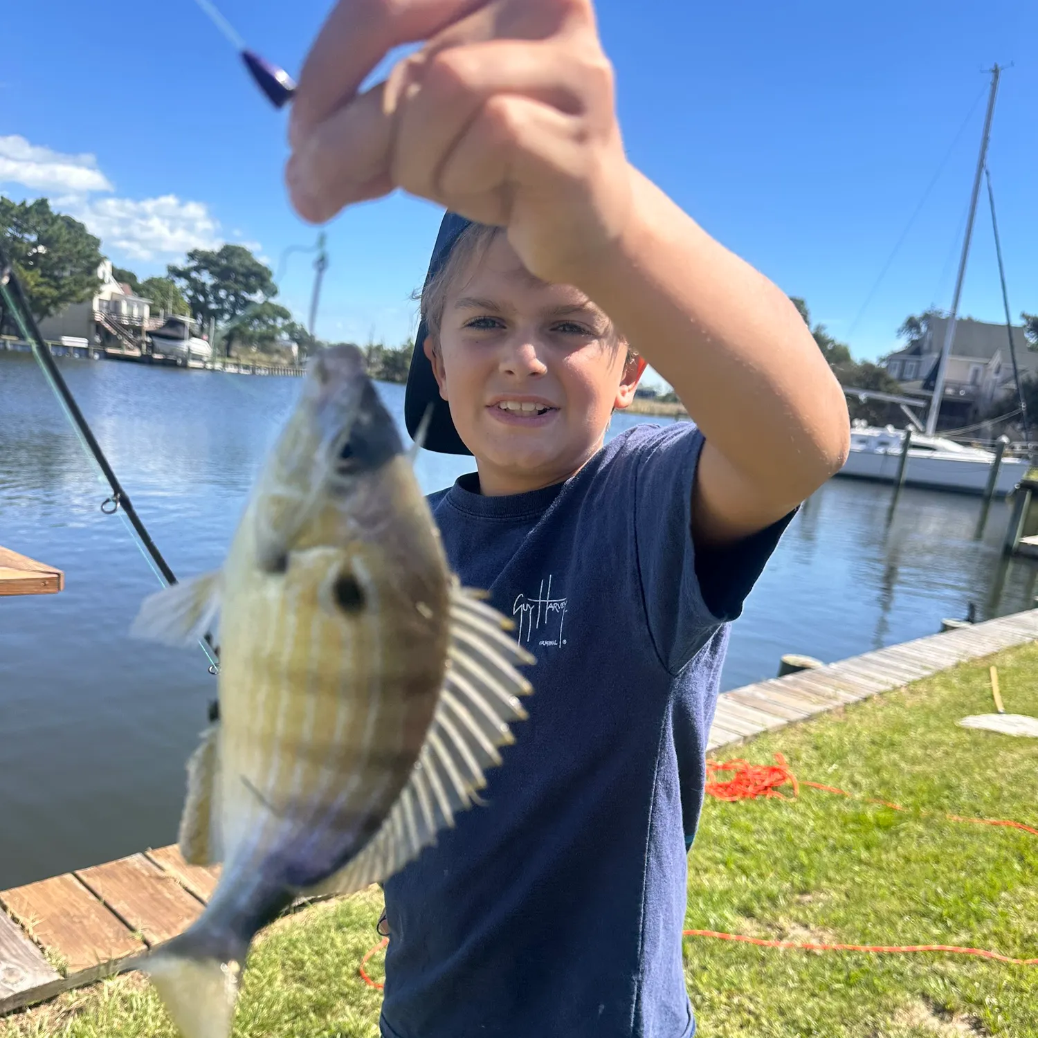 Pinfish caught on Fishbrain