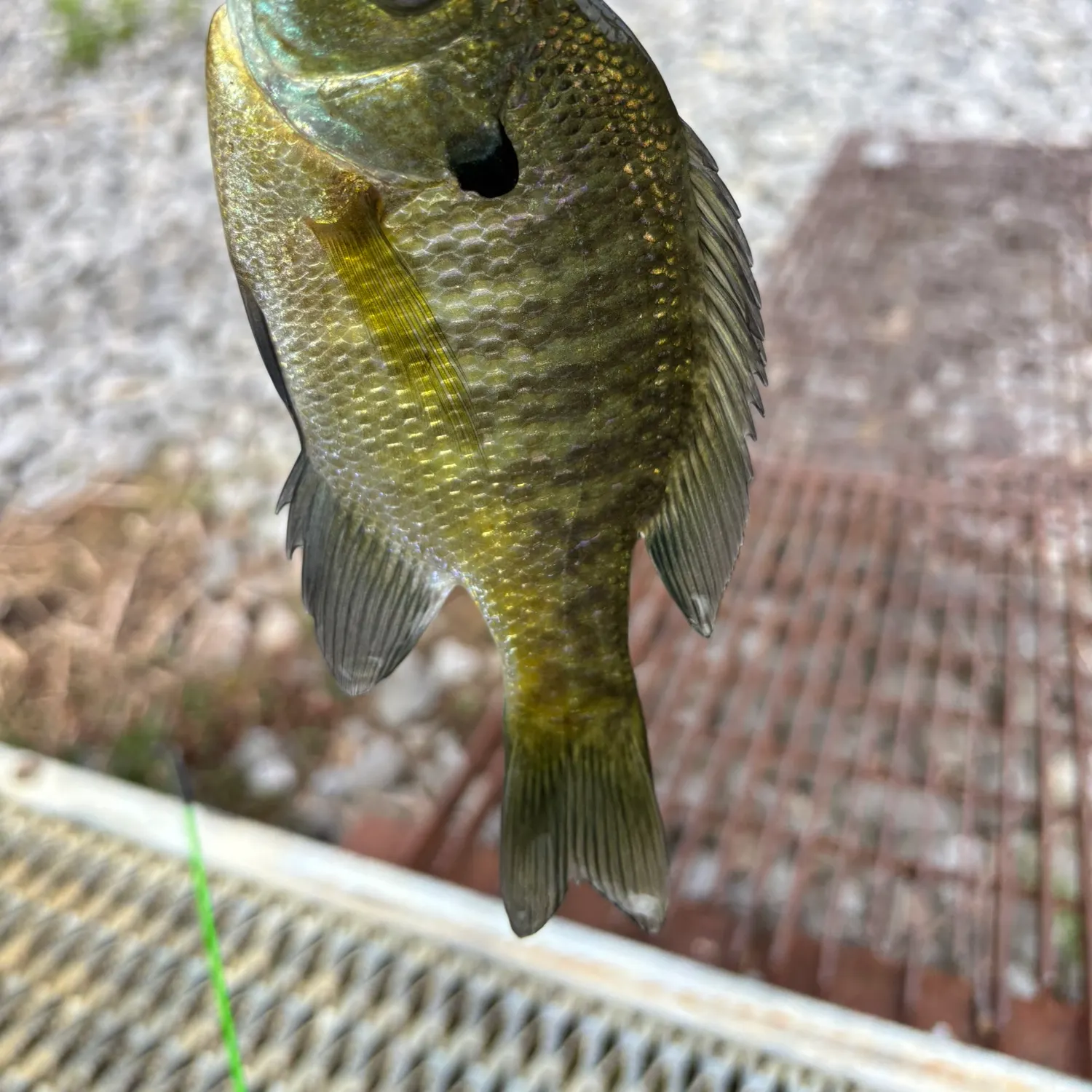 Bluegill caught on Fishbrain