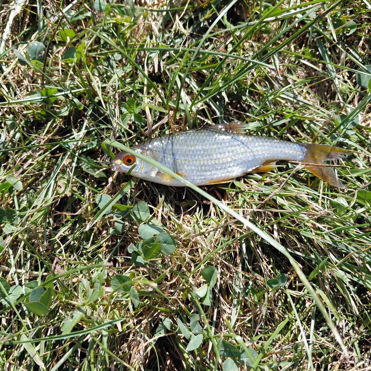 Common roach caught on Fishbrain