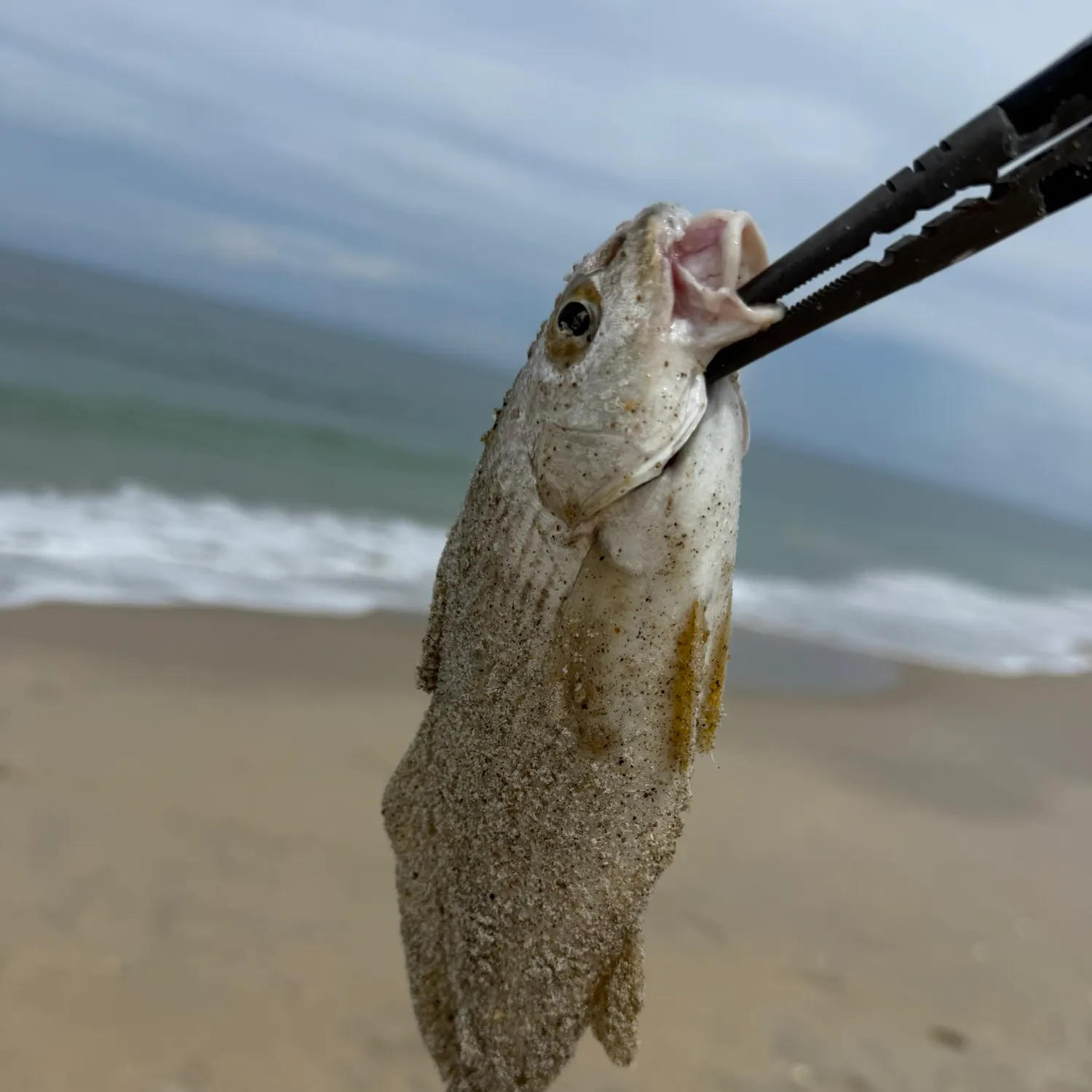 The most recent Tomtate grunt catches on Fishbrain