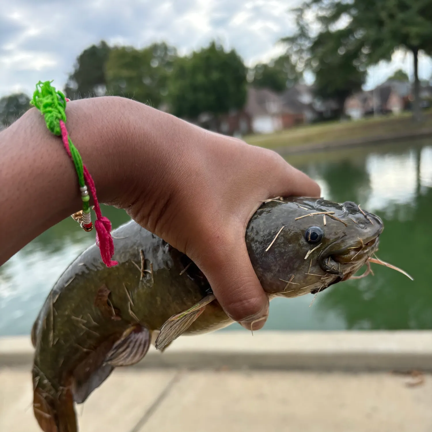 Yellow bullhead caught on Fishbrain