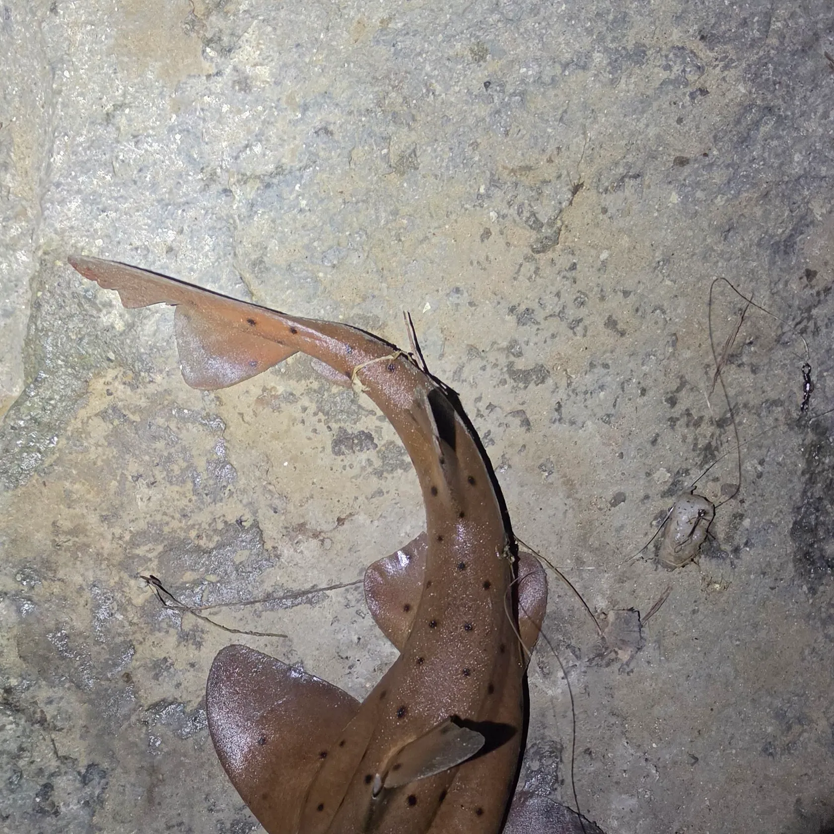 Horn shark caught on Fishbrain