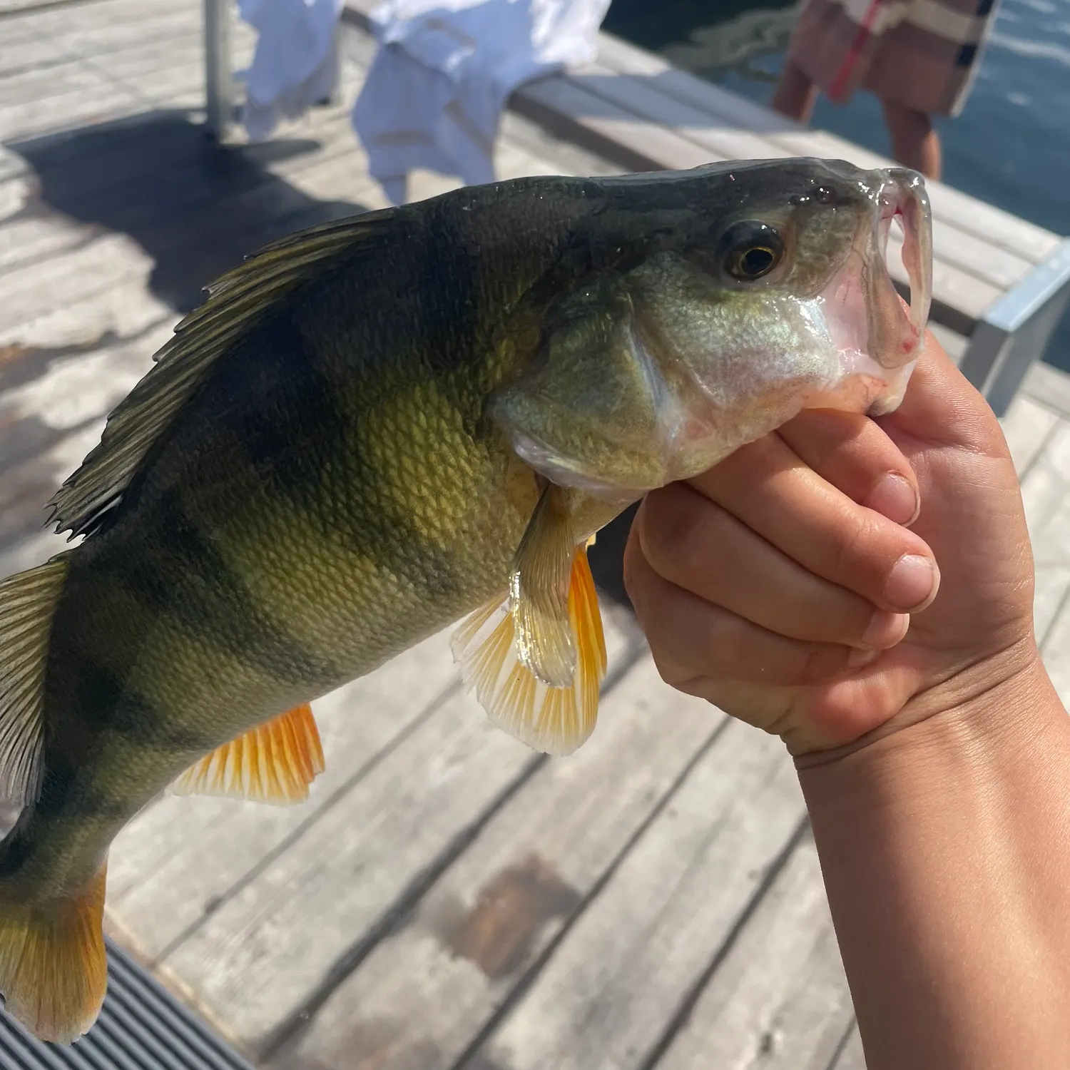 European perch caught on Fishbrain