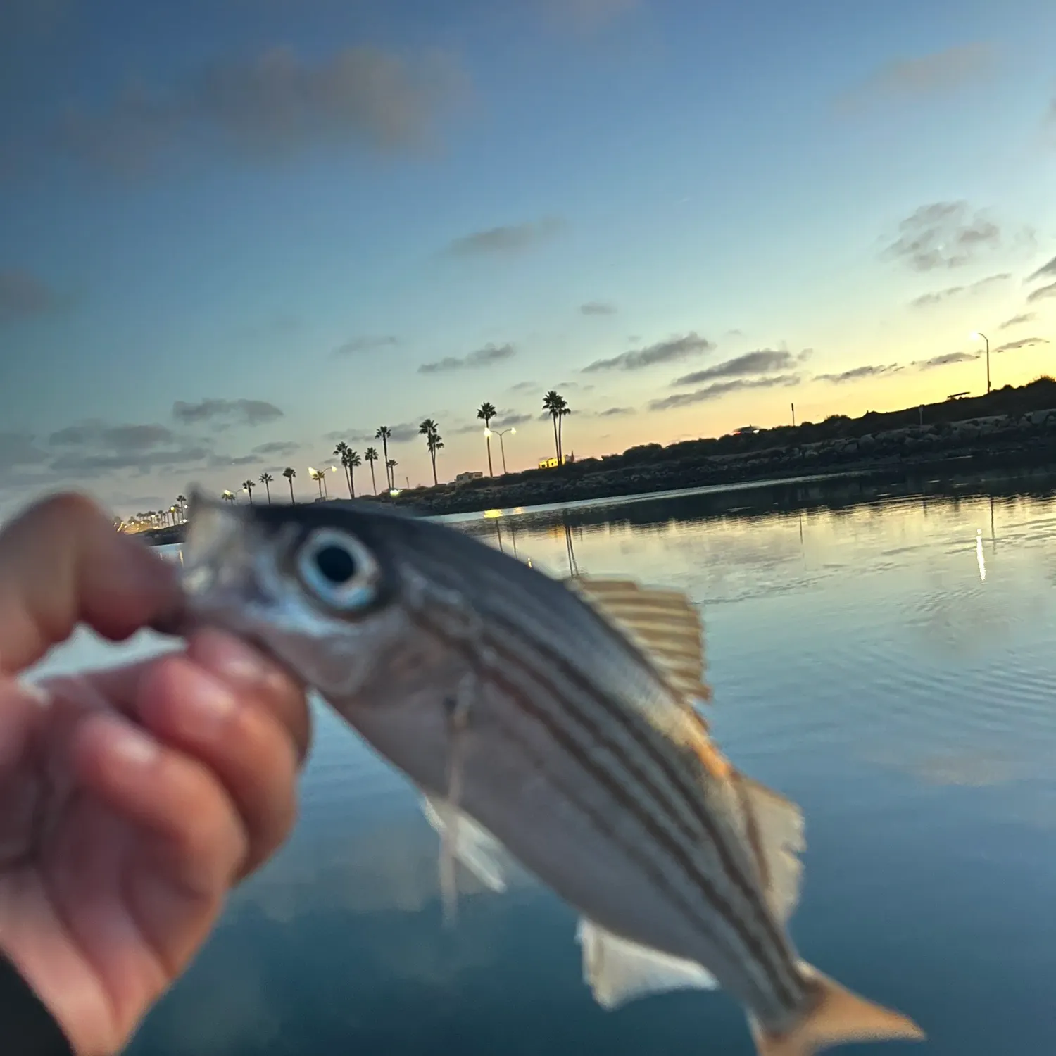 The most recent Salema porgy catches on Fishbrain