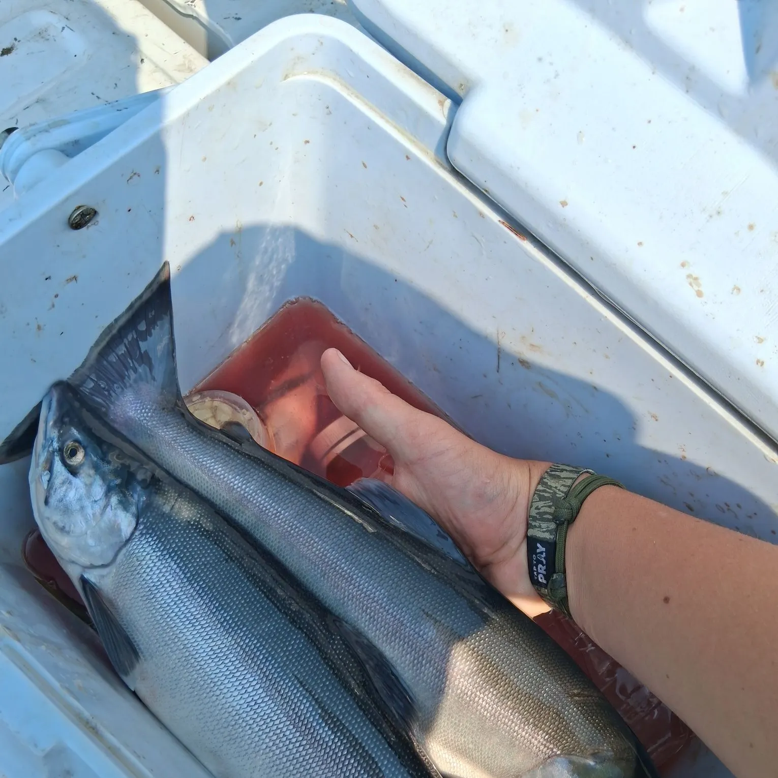 recently logged catches