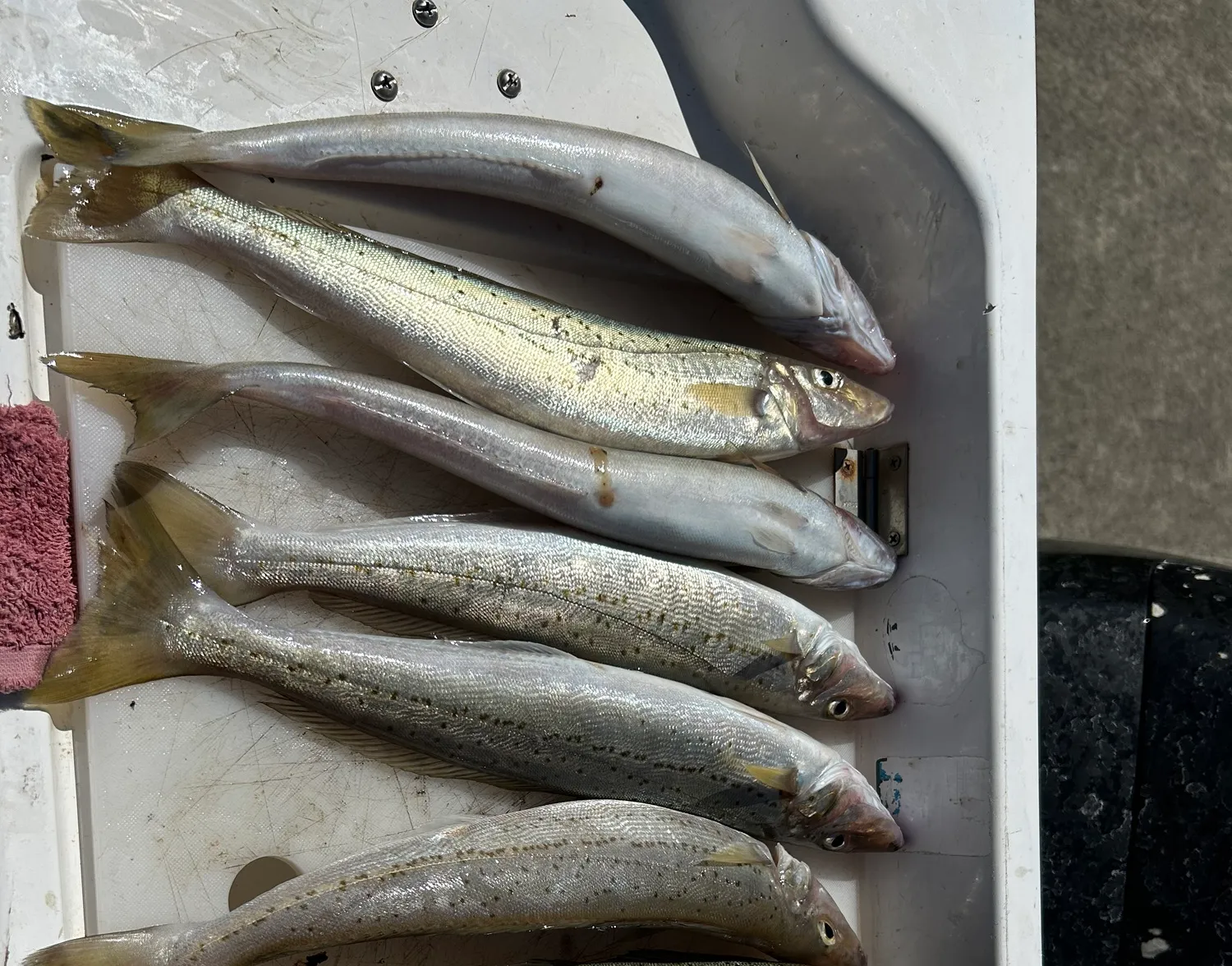 King George whiting