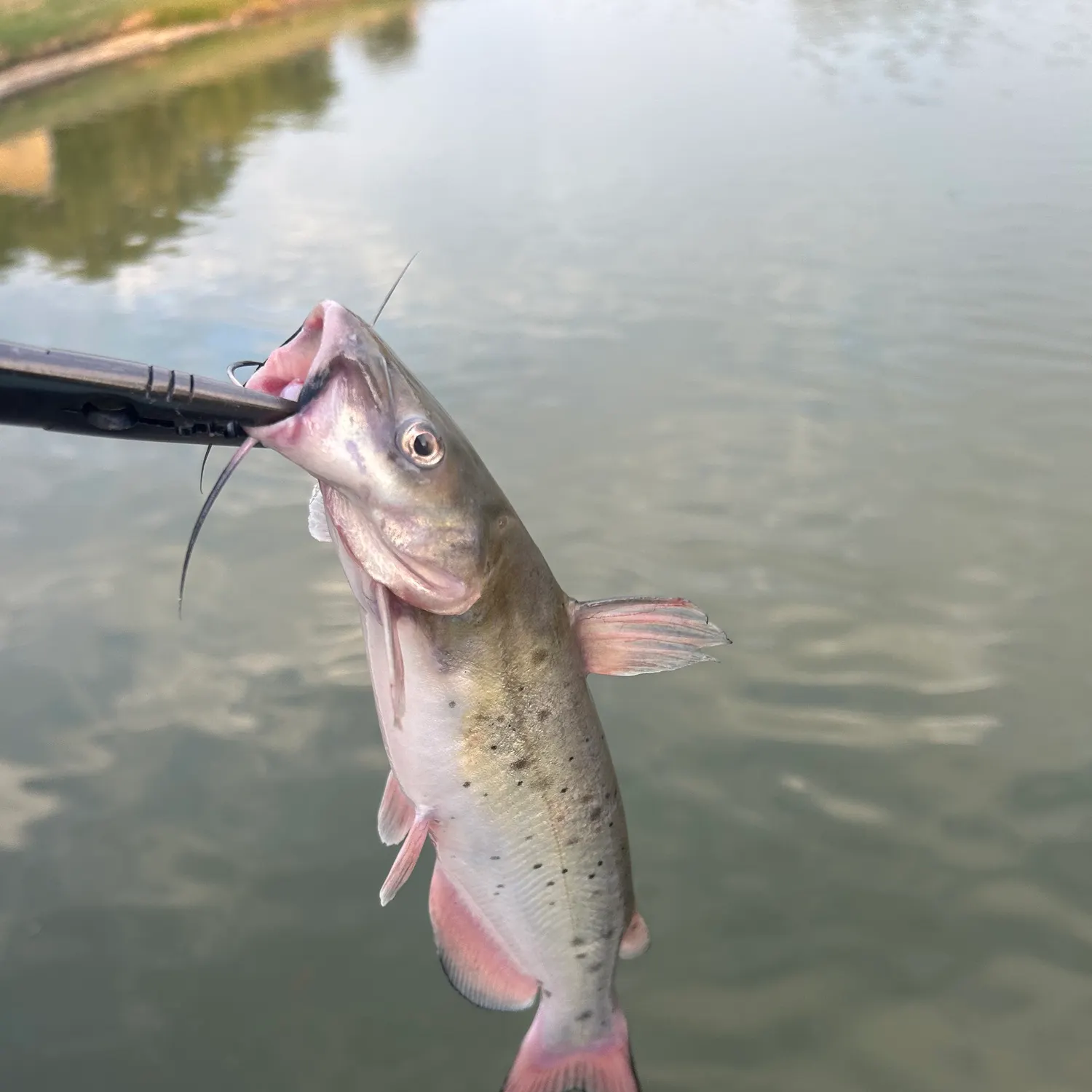 Channel catfish caught on Fishbrain