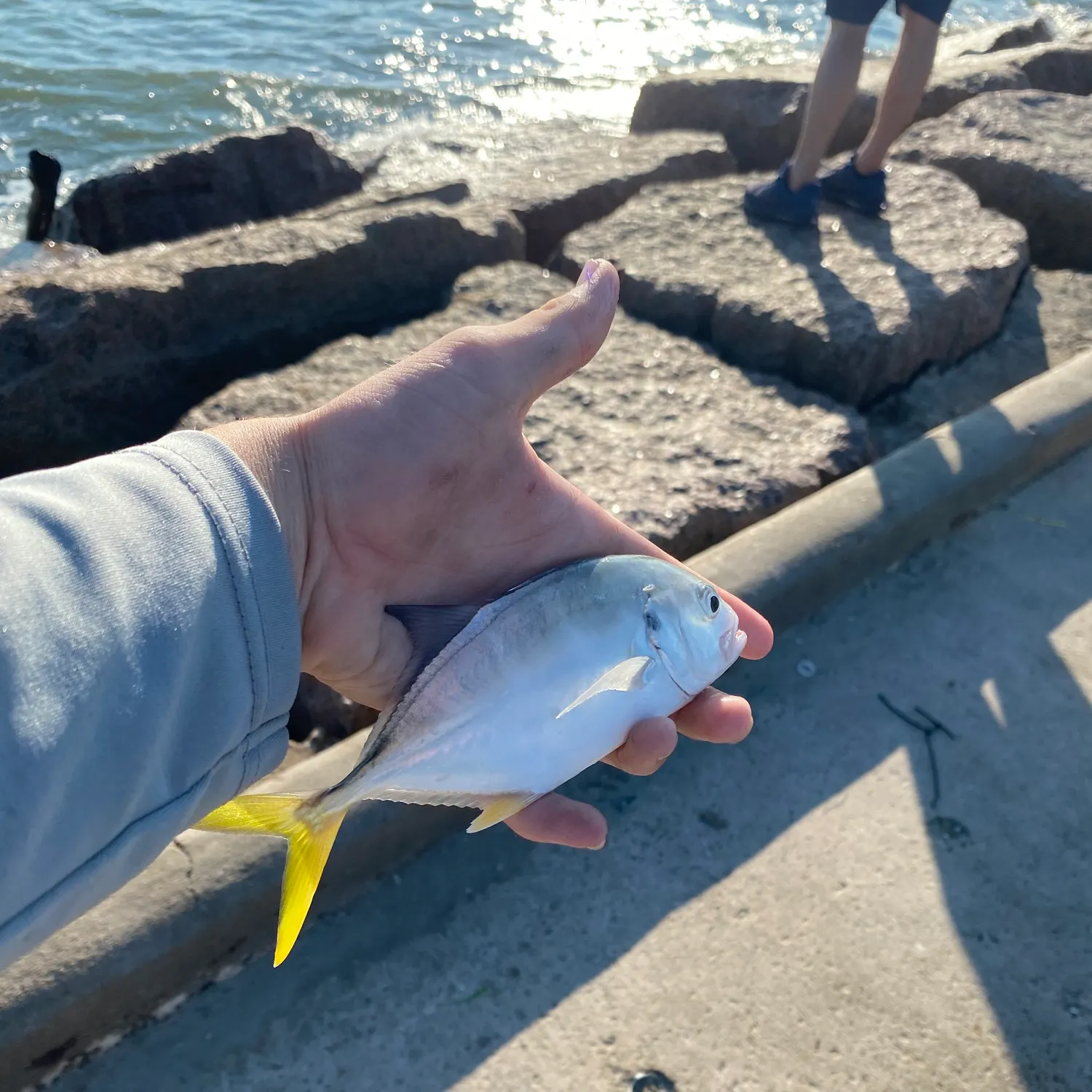 The most recent Crevalle jack catches on Fishbrain