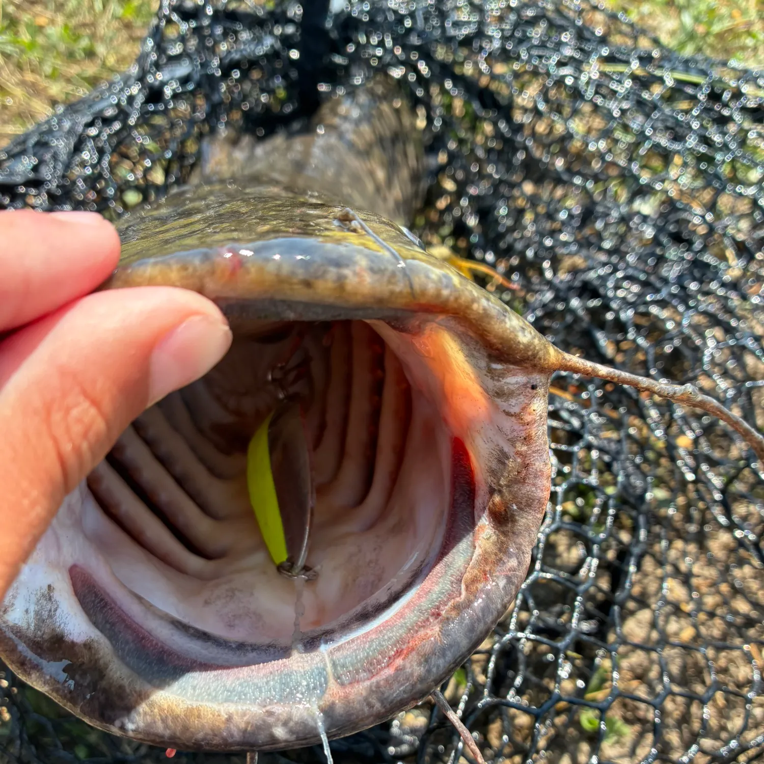 catch