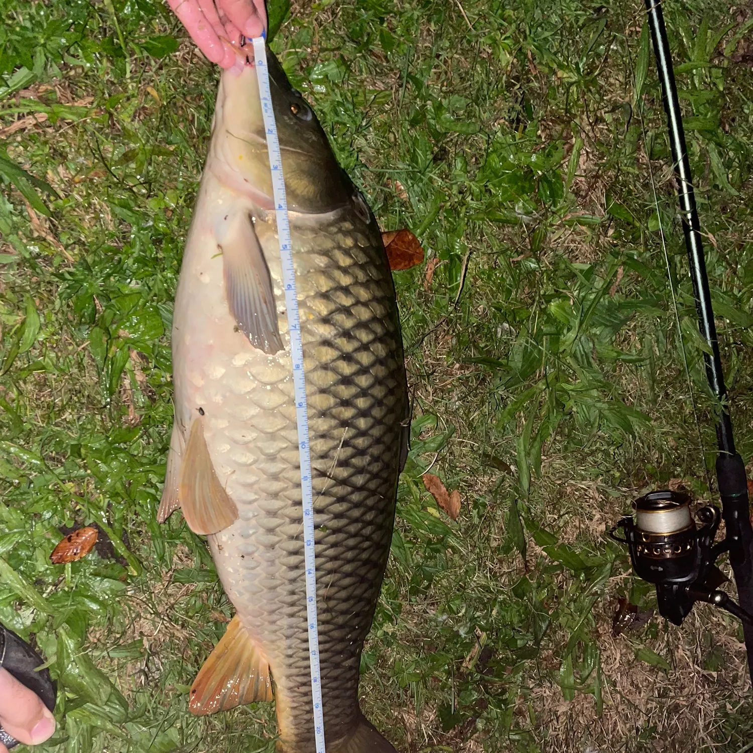 Common carp caught on Fishbrain