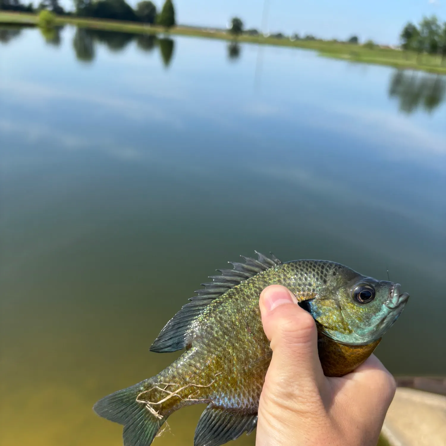 Bluegill caught on Fishbrain
