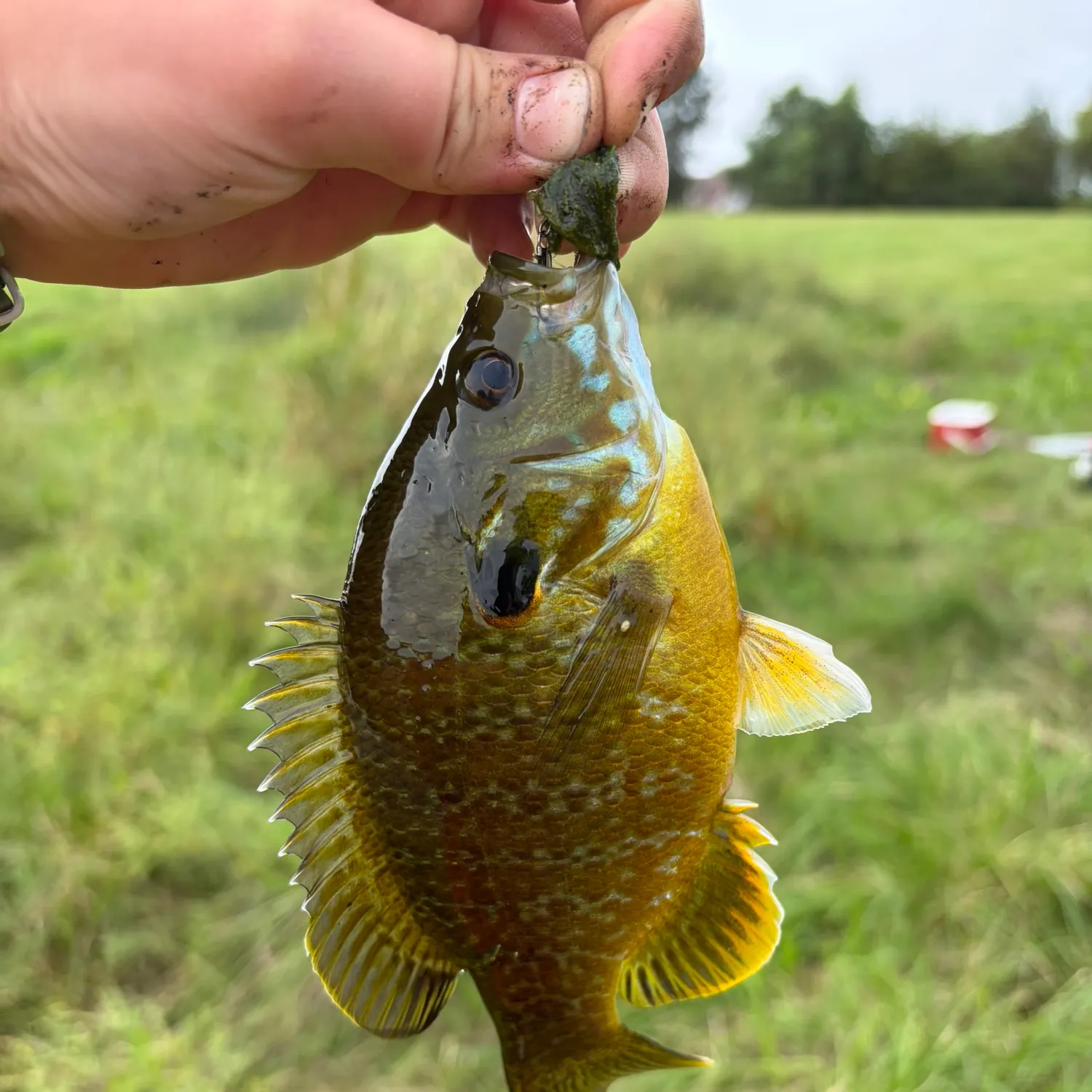 Green sunfish caught on Fishbrain
