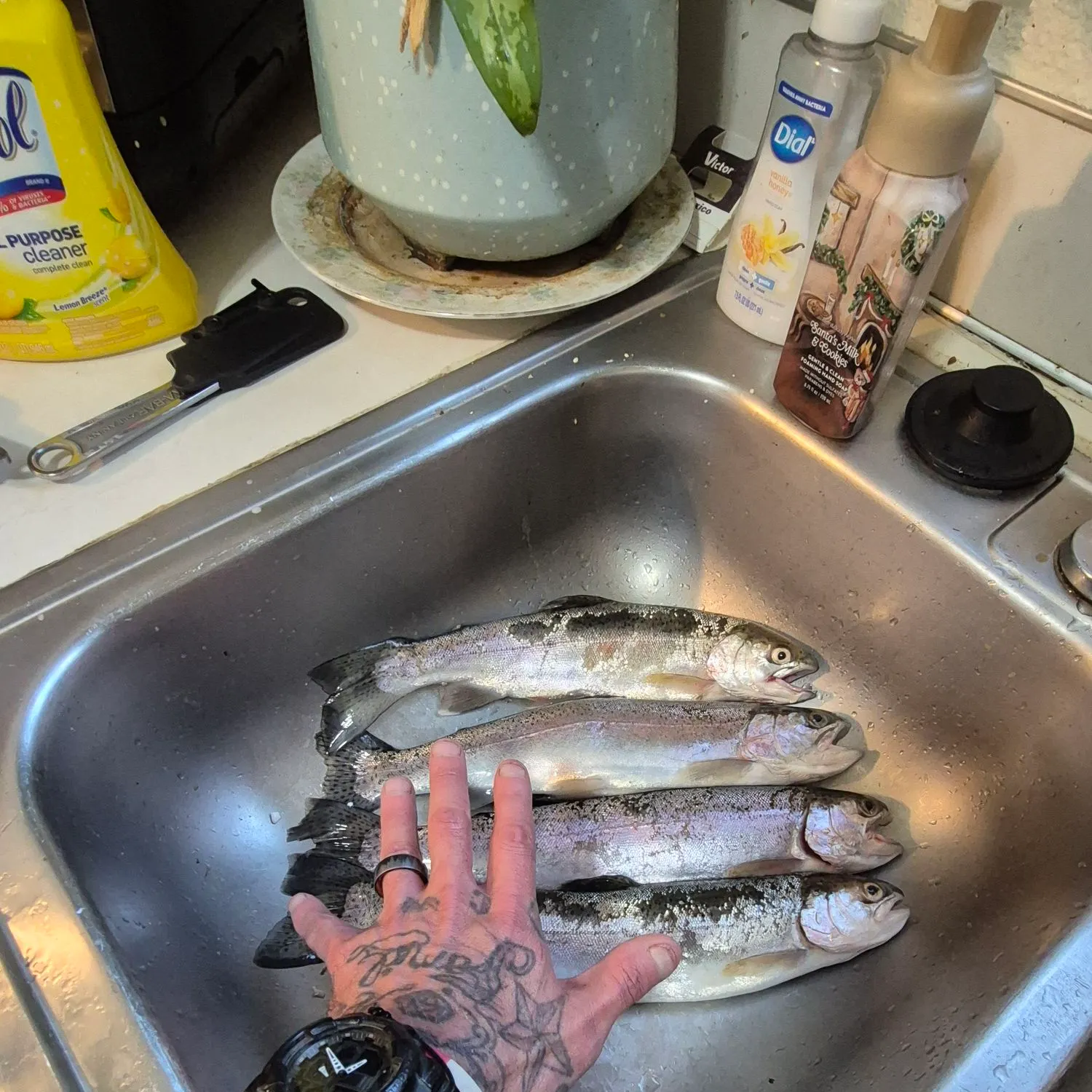 recently logged catches