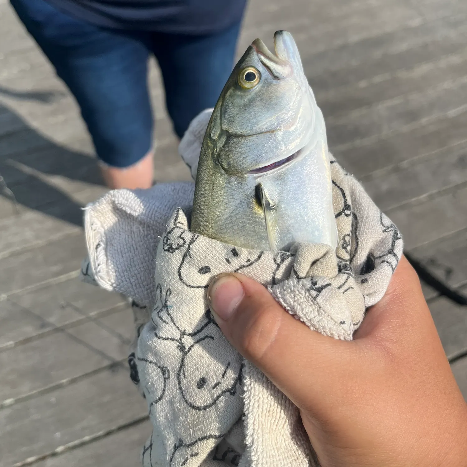 Bluefish caught on Fishbrain