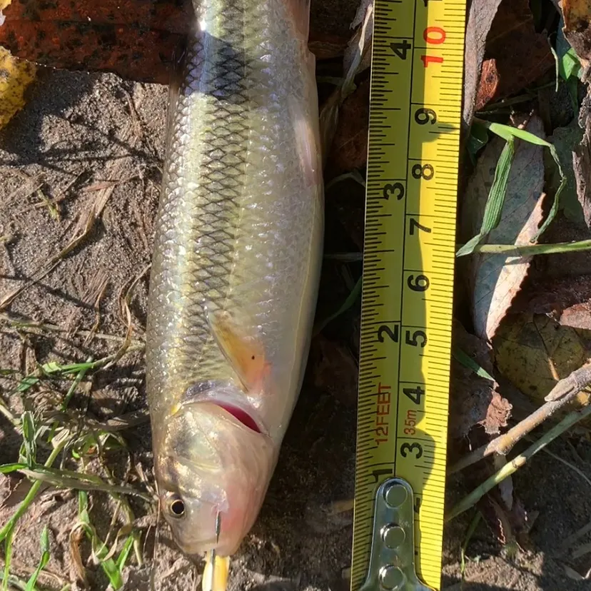 Creek chub caught on Fishbrain