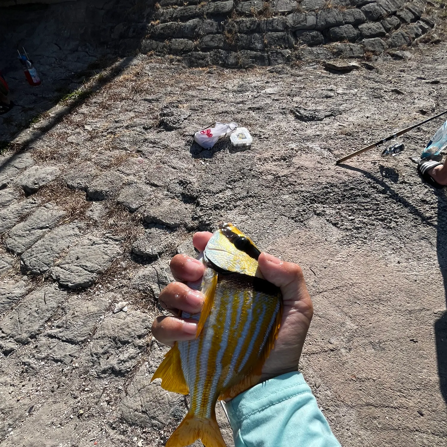 The most recent Atlantic porkfish catches on Fishbrain