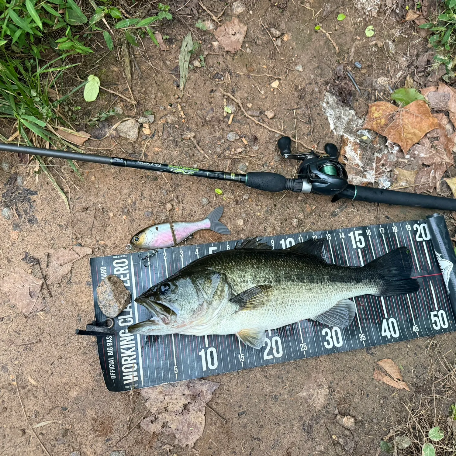 Largemouth bass caught on Fishbrain