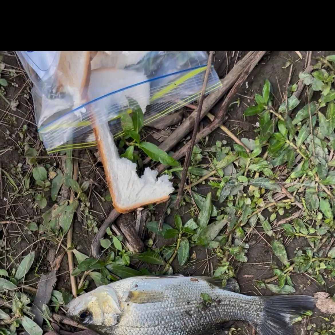 The most recent Spangled perch catches on Fishbrain