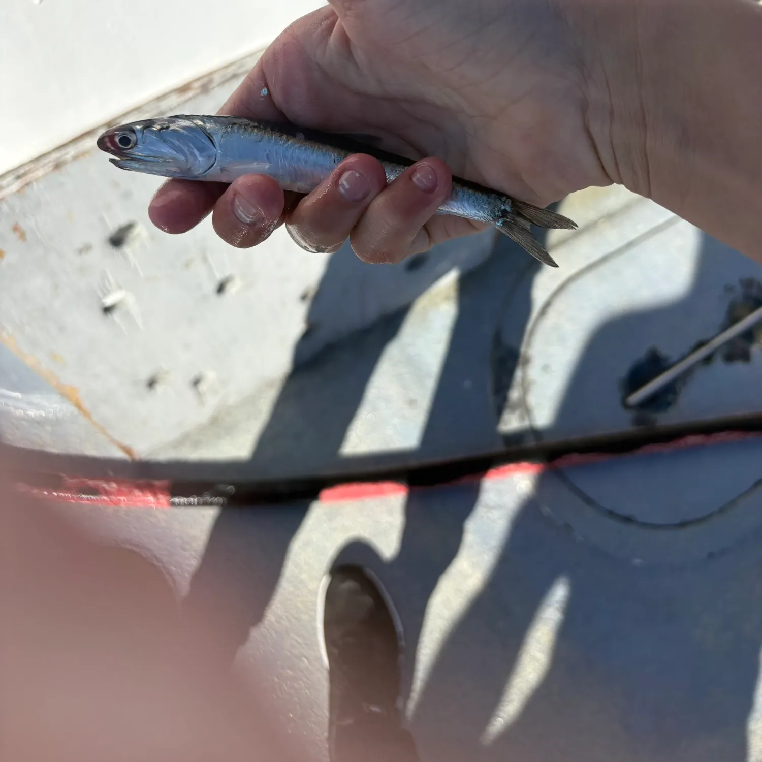 The most recent Northern anchovy catches on Fishbrain