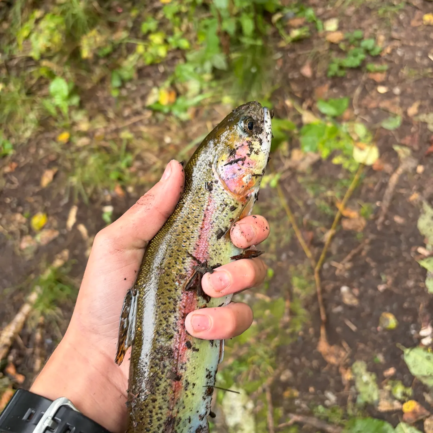 Rainbow trout caught on Fishbrain