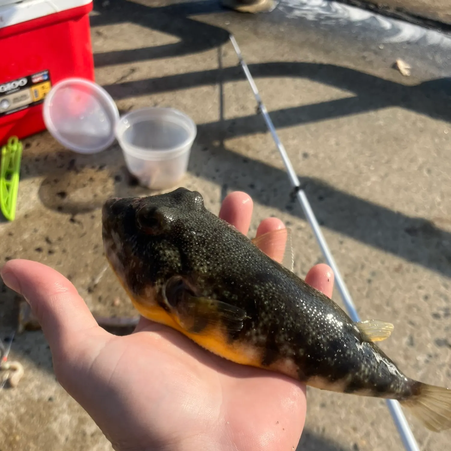 The most recent Northern puffer catches on Fishbrain